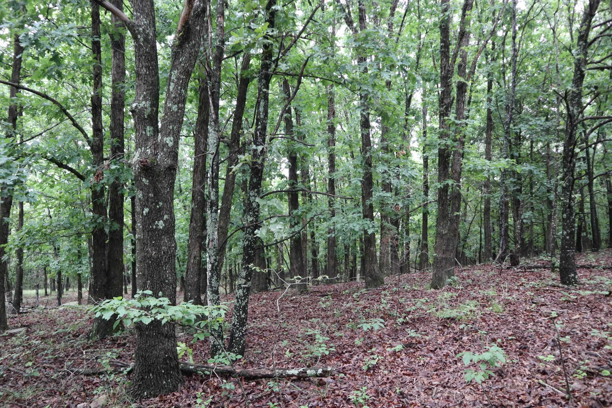 Photo 13 - Vacant Land for sale – TBD  Hwy 9 S   Salem, AR