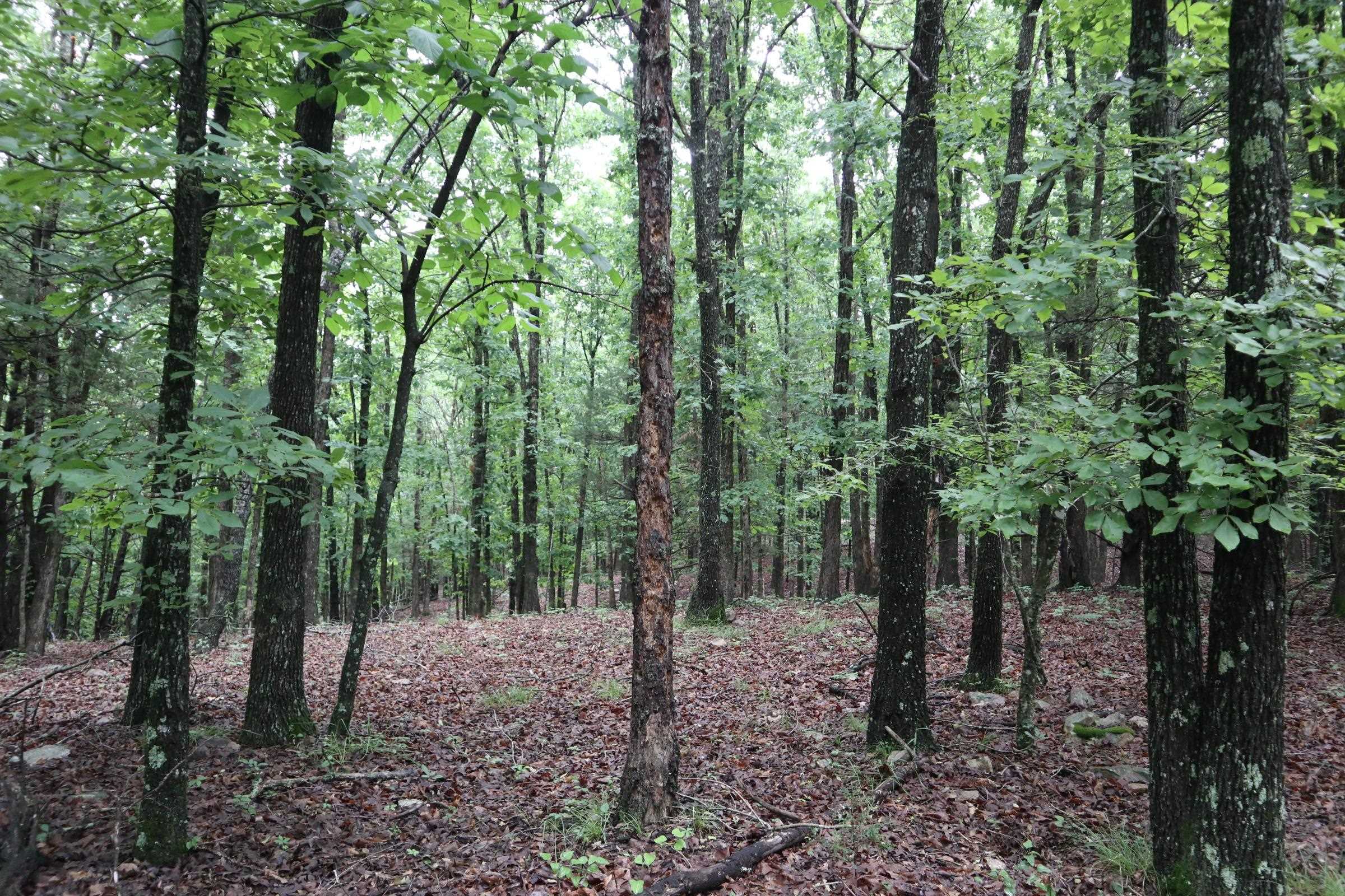 Photo 15 - Vacant Land for sale – TBD  Hwy 9 S   Salem, AR