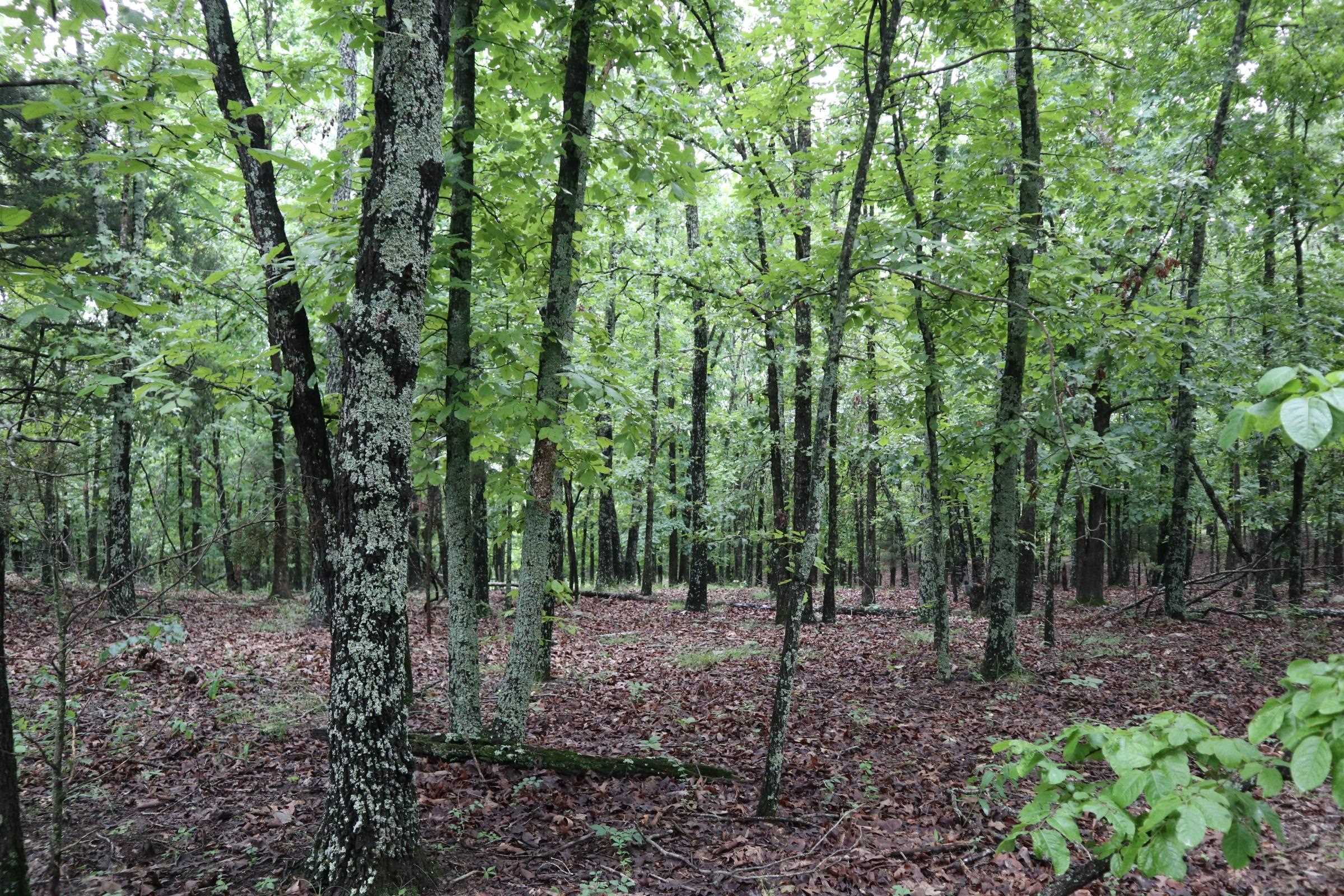 Photo 21 - Vacant Land for sale – TBD  Hwy 9 S   Salem, AR