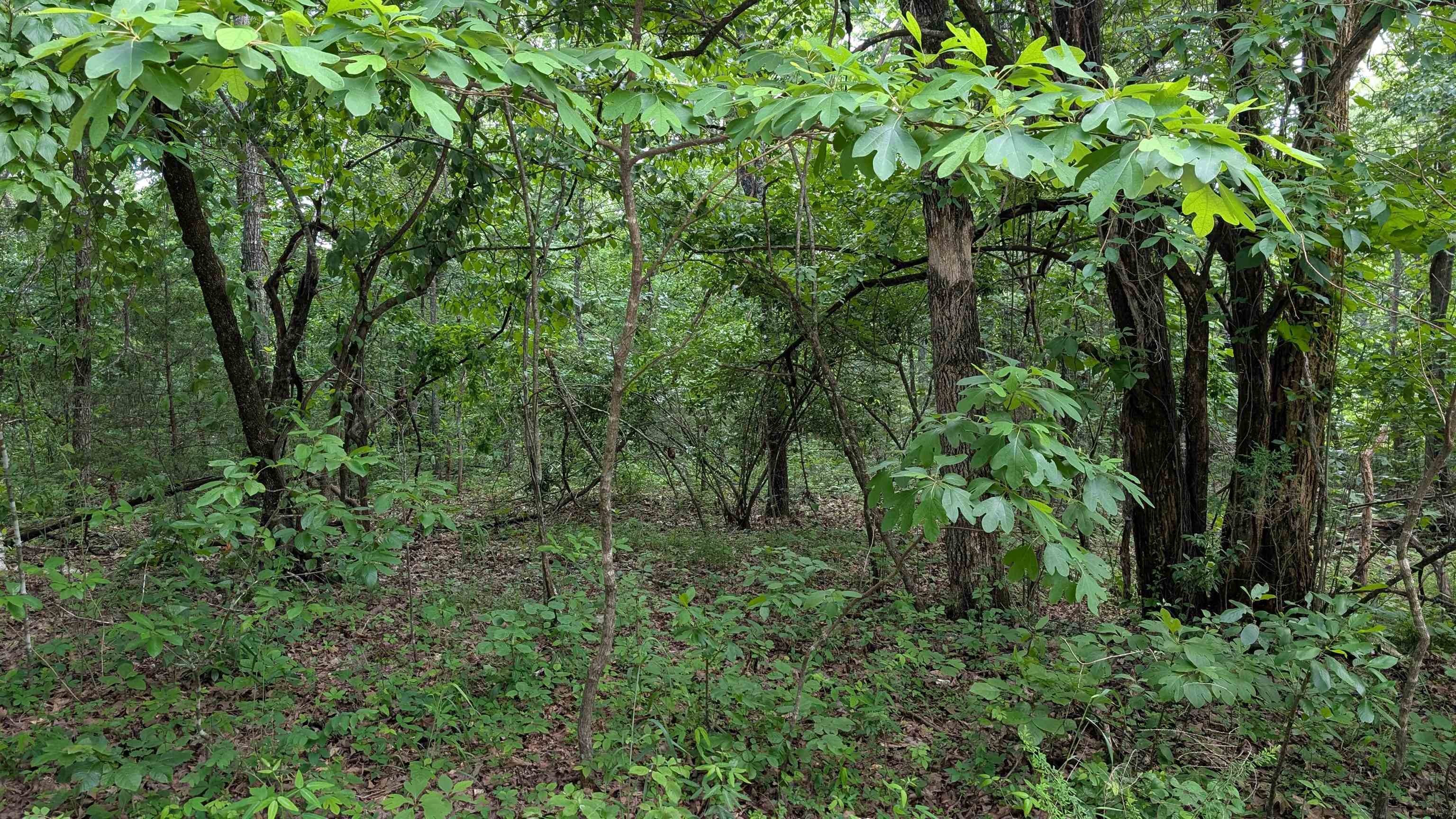 Photo 3 - Vacant Land for sale – 201  Cinderella   Horseshoe Bend, AR