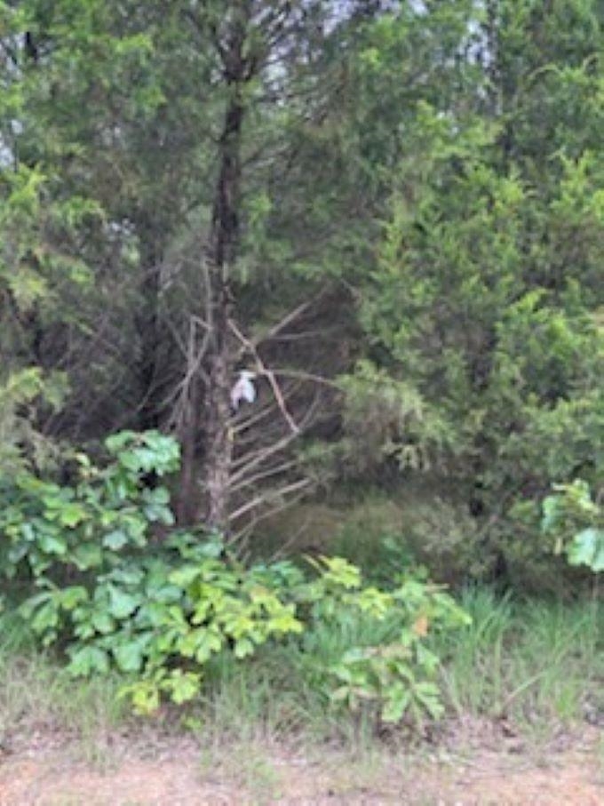 Photo 7 - Vacant Land for sale – 38  FM 101 RD   Highland, AR