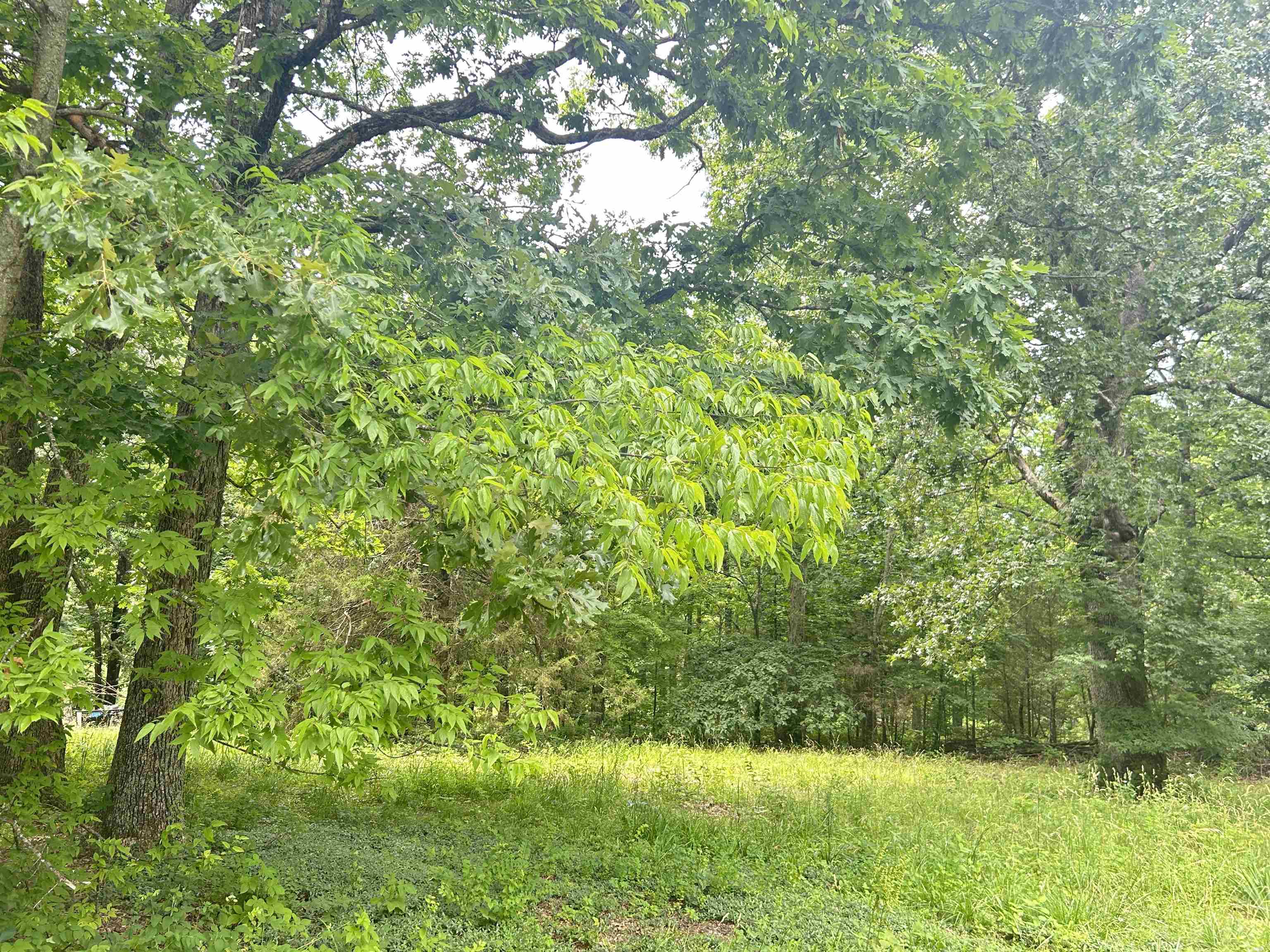 Photo 13 - Vacant Land for sale – TBD  FM 101   Highland, AR