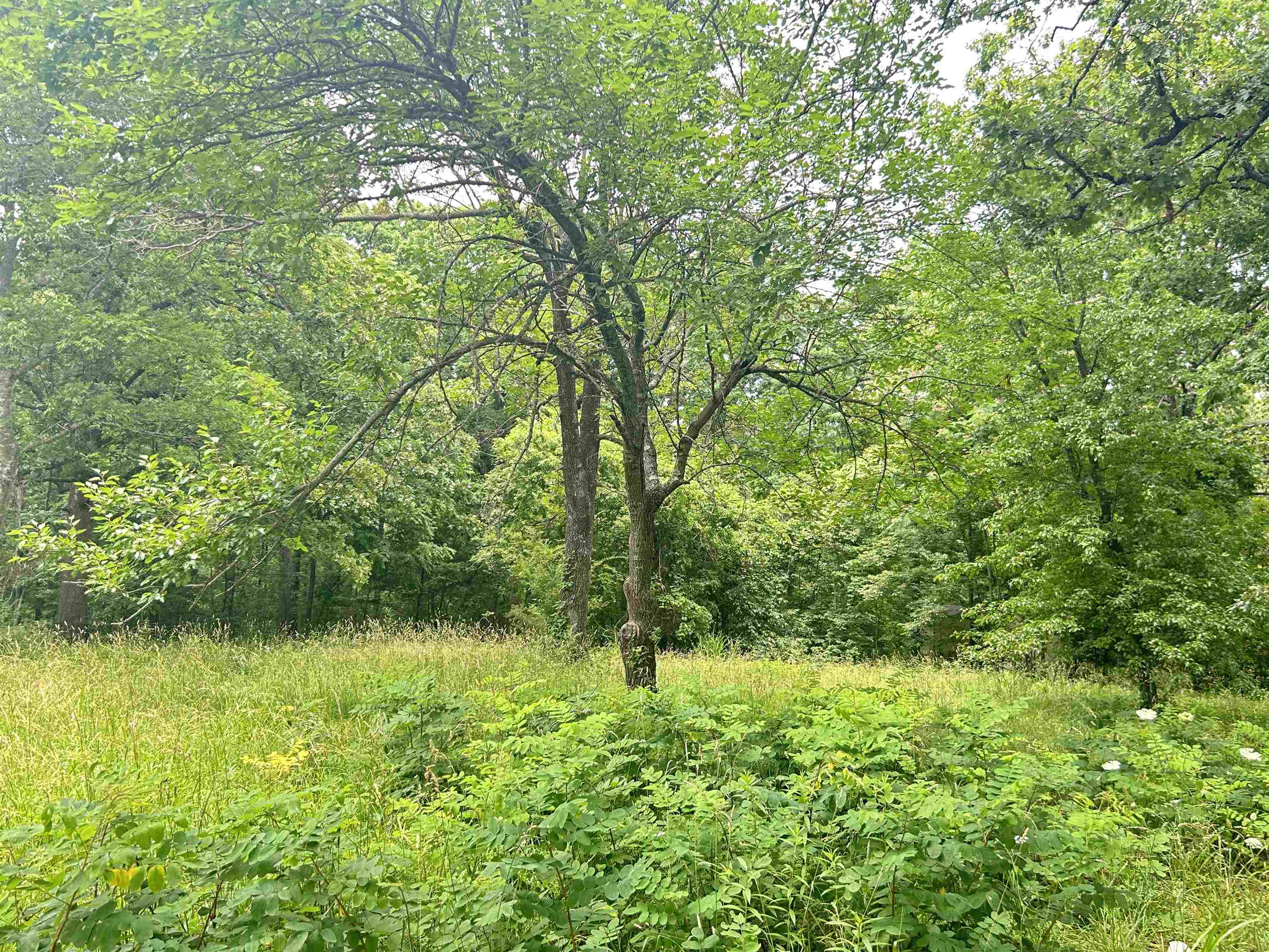 Photo 3 - Vacant Land for sale – TBD  FM 101   Highland, AR