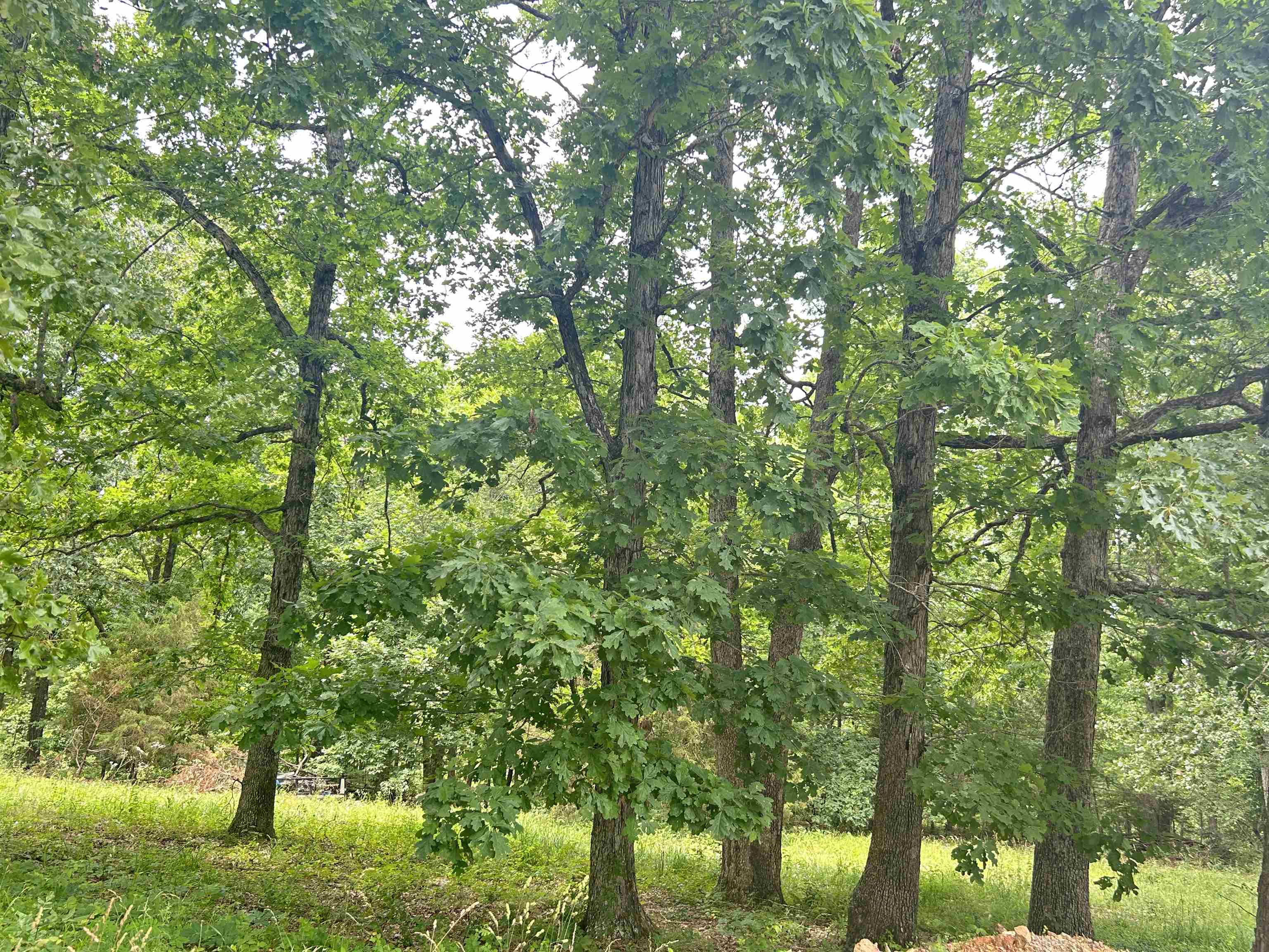Photo 10 - Vacant Land for sale – TBD  FM 101   Highland, AR