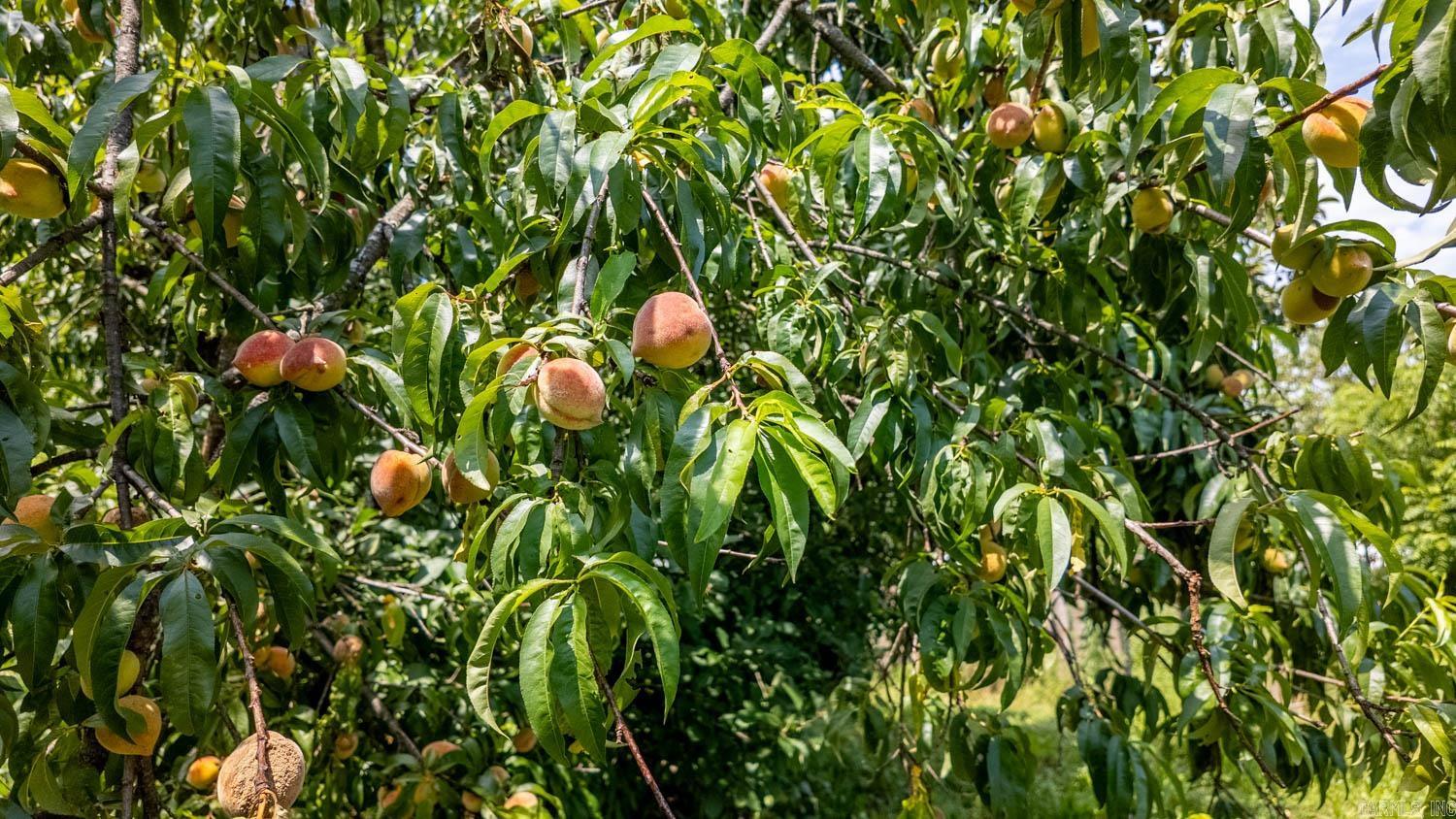 Photo 5 - Residential for sale – 804  Banks Road   Hardy, AR