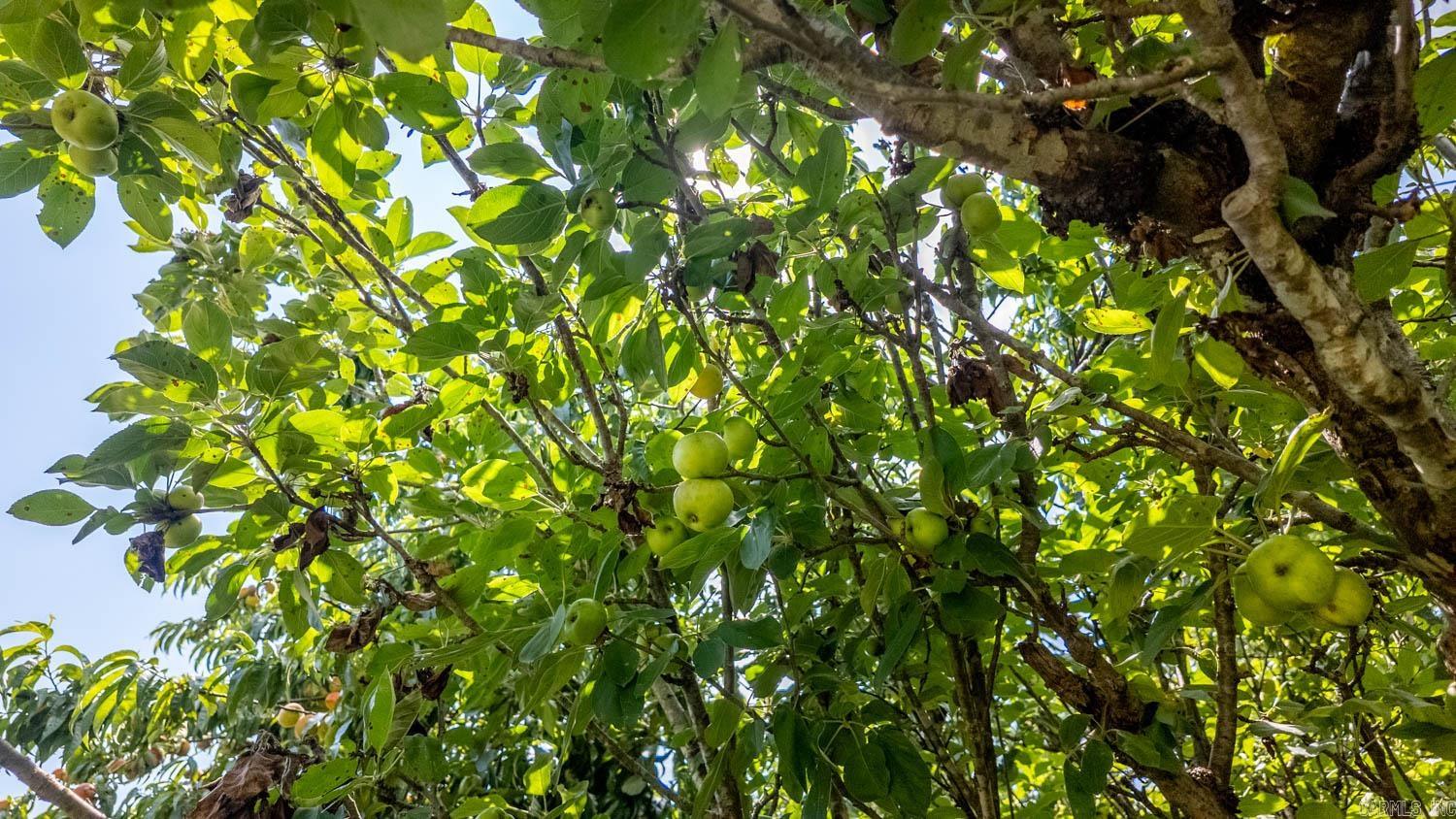 Photo 5 - Residential for sale – 804  Banks Road   Hardy, AR