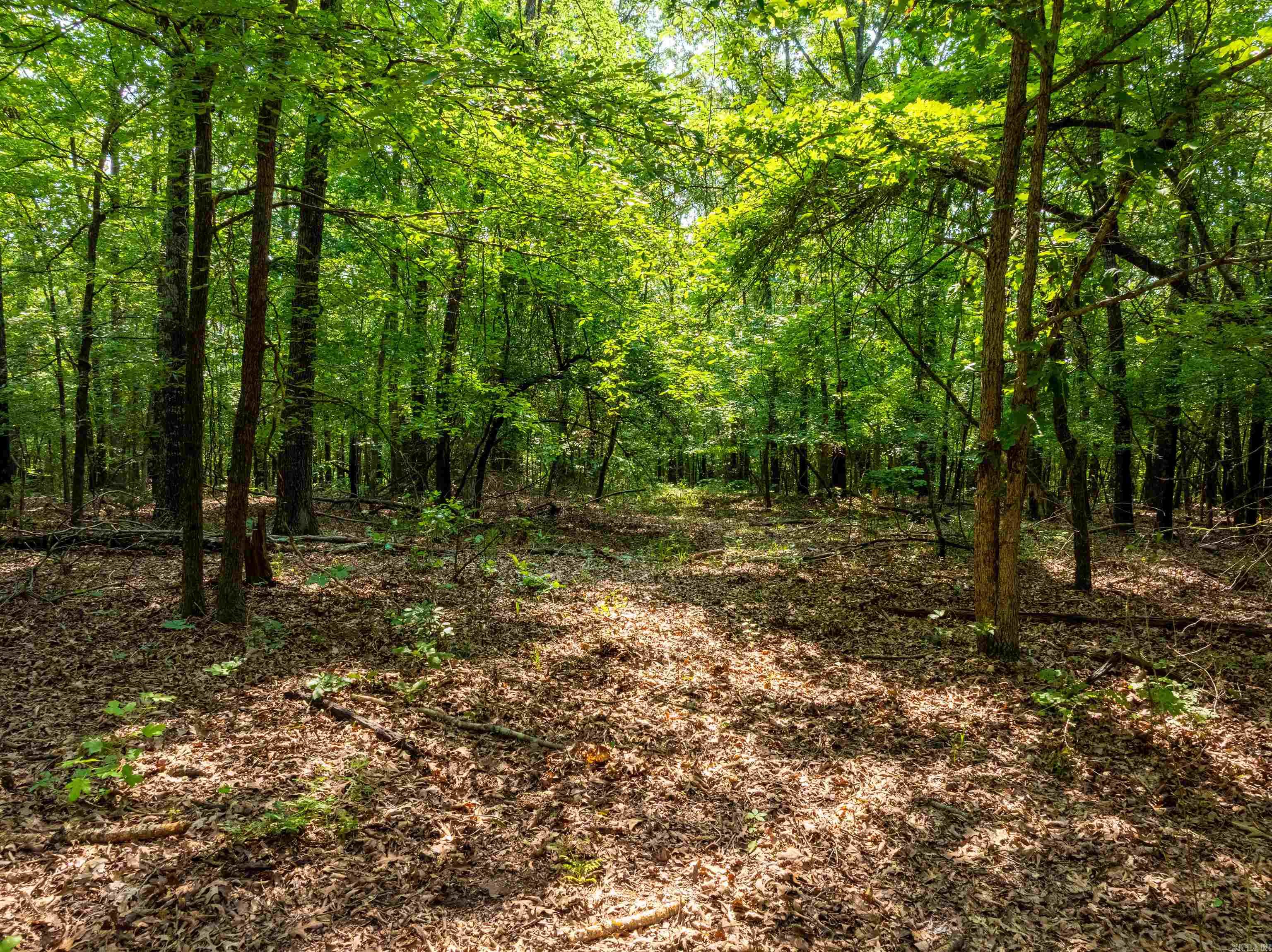 Photo 4 - Vacant Land for sale – 000  Cave Creek   Batesville, AR
