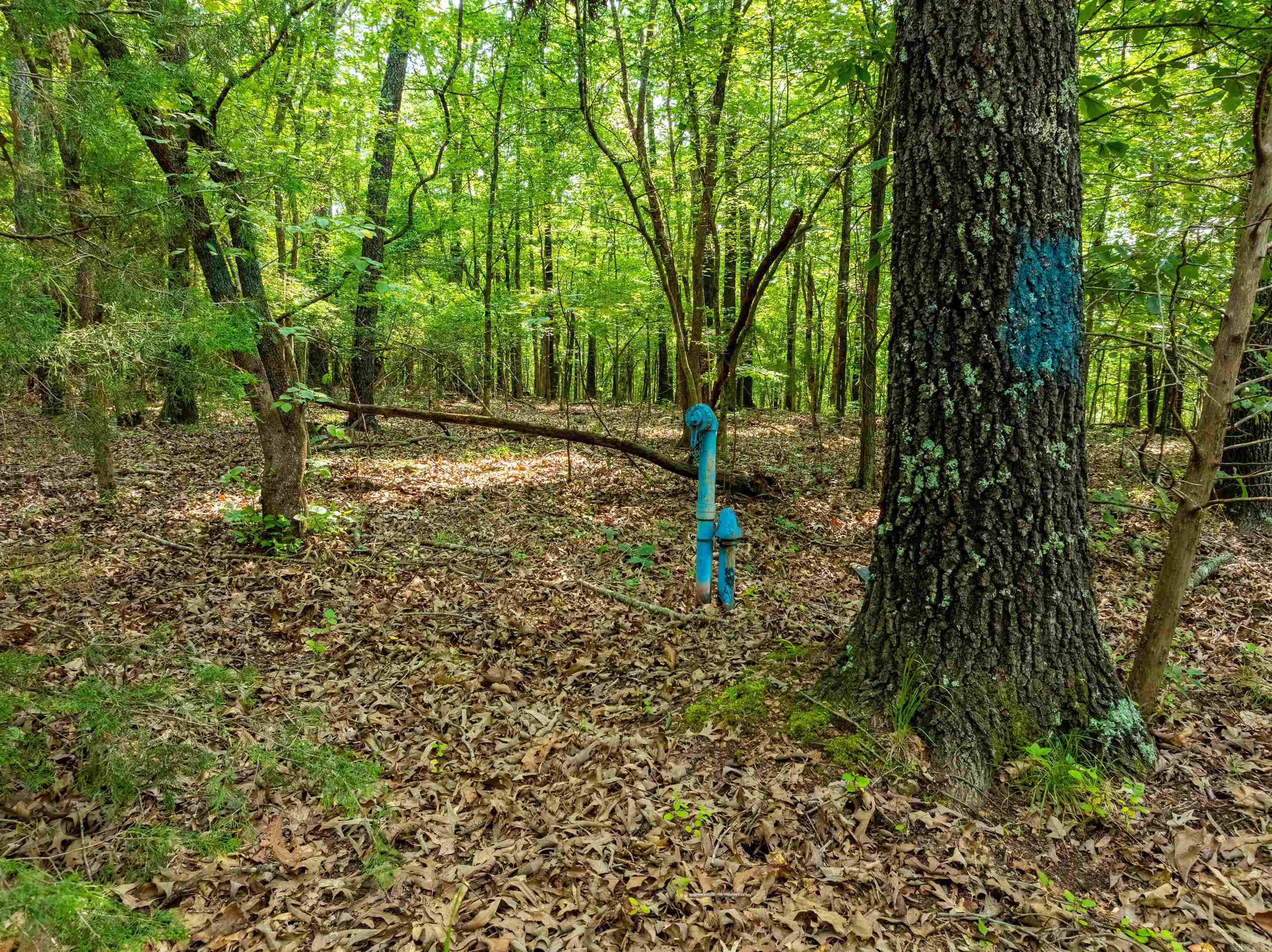 Photo 5 - Vacant Land for sale – 000  Cave Creek   Batesville, AR