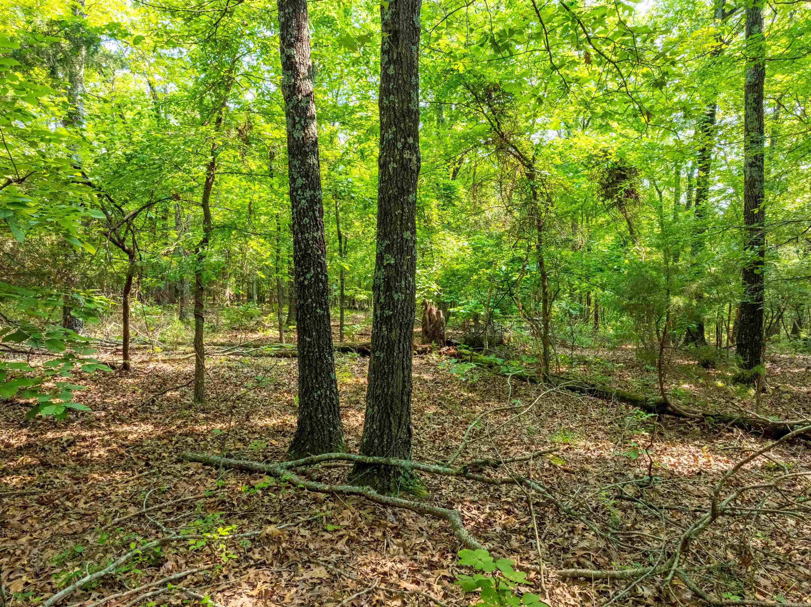 Photo 6 - Vacant Land for sale – 000  Cave Creek   Batesville, AR