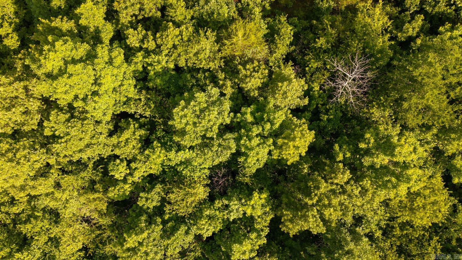 Photo 9 - Vacant Land for sale – TBD  Brown's Creek Road   Ravenden, AR
