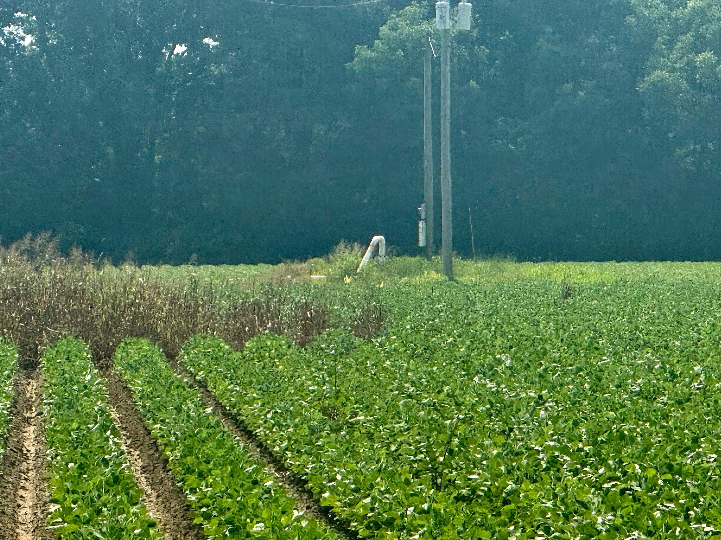 Photo 16 - Vacant Land for sale – 2709  Heath   Jonesboro, AR