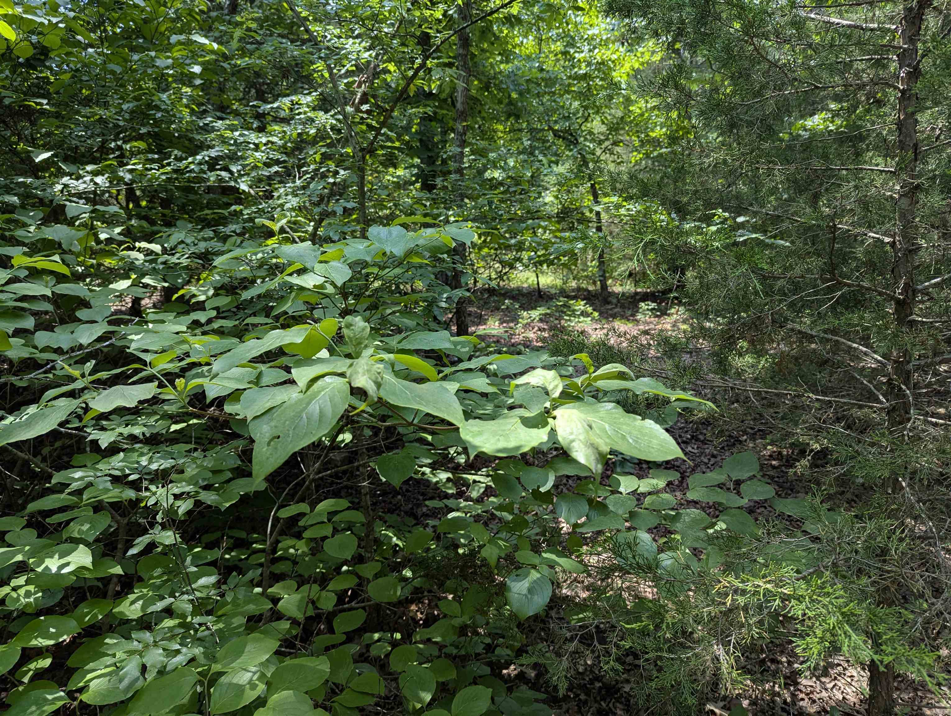 Vacant Land for sale – TBD  Ridgewood Lane   Salem, AR