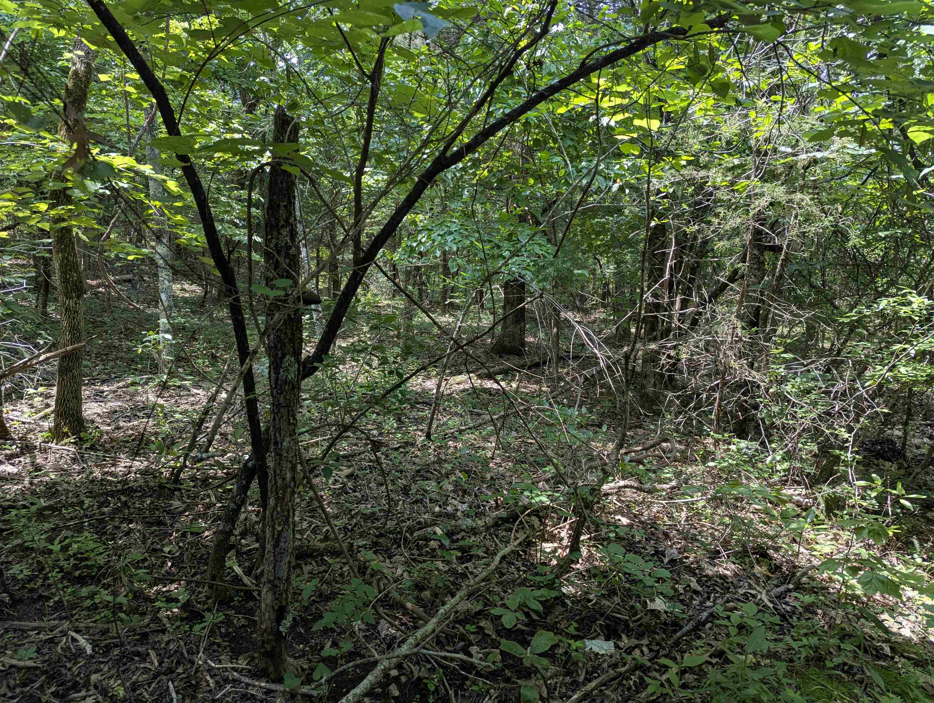 Photo 4 - Vacant Land for sale – TBD  Ridgewood Lane   Salem, AR