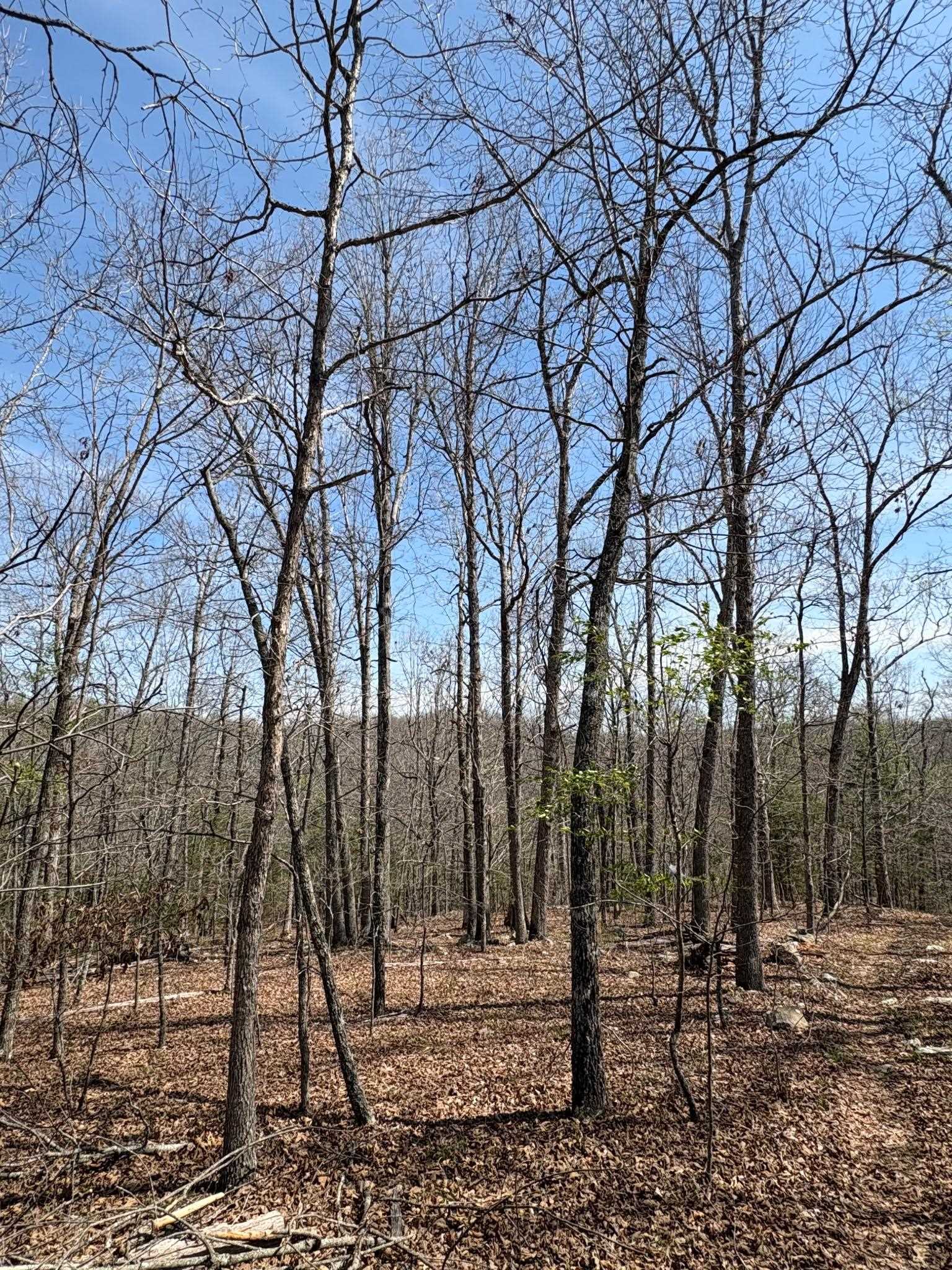 Photo 6 - Vacant Land for sale – TBD  Ridgewood Lane   Salem, AR