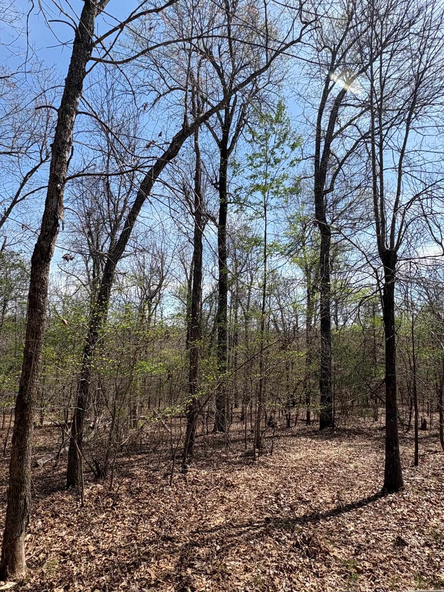 Photo 7 - Vacant Land for sale – TBD  Ridgewood Lane   Salem, AR