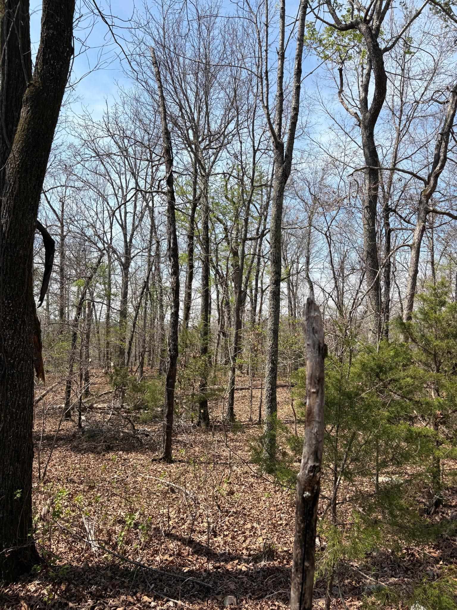 Photo 8 - Vacant Land for sale – TBD  Ridgewood Lane   Salem, AR