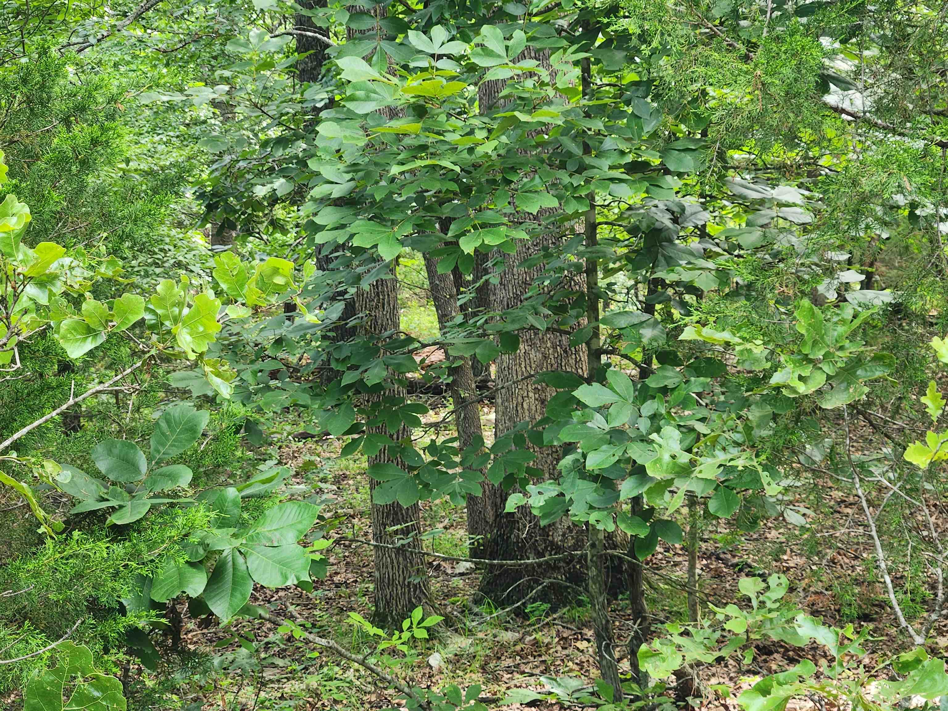 Photo 14 - Vacant Land for sale – L21B1  Coyotero   Cherokee Village, AR