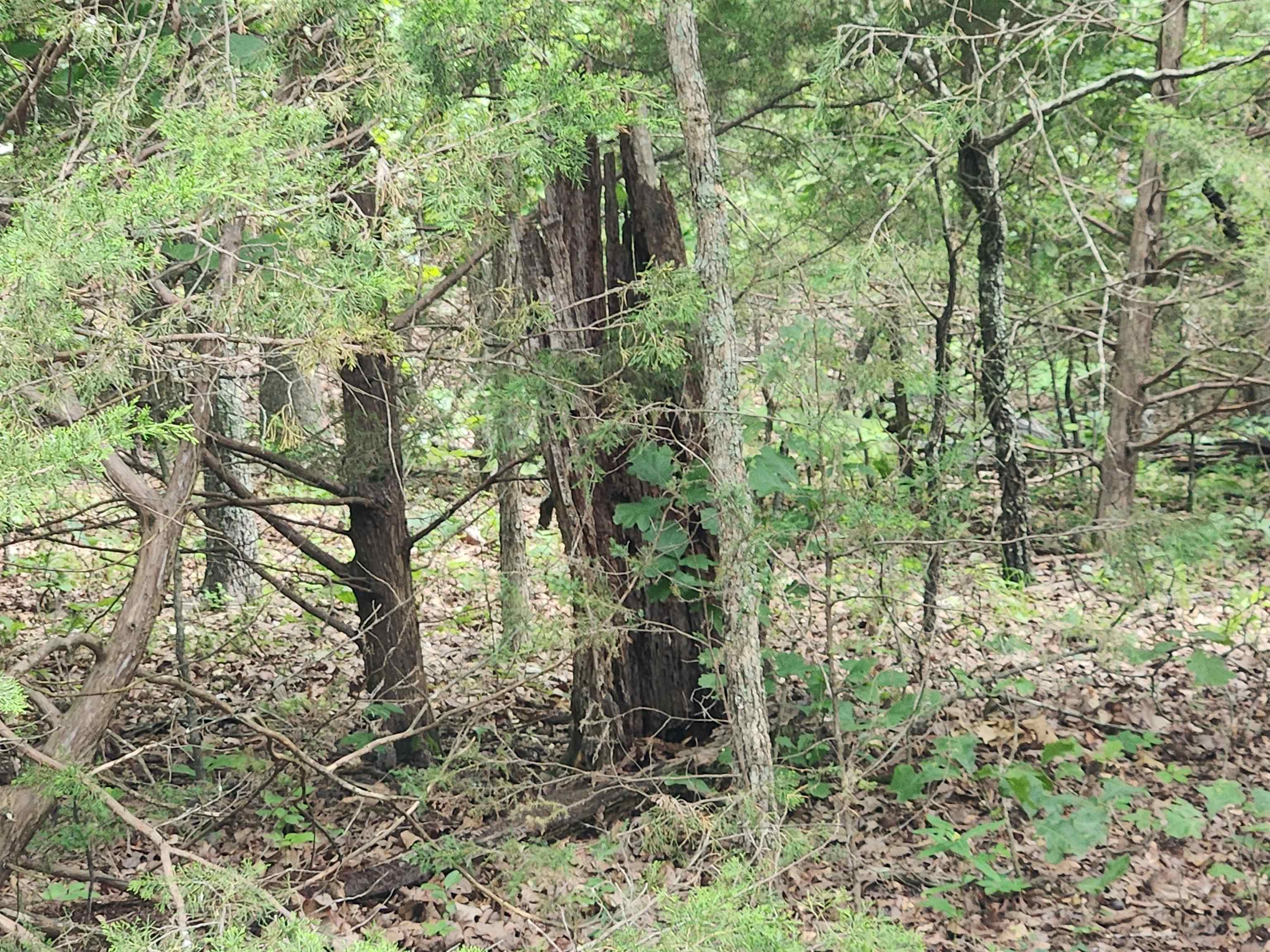 Photo 24 - Vacant Land for sale – L21B1  Coyotero   Cherokee Village, AR