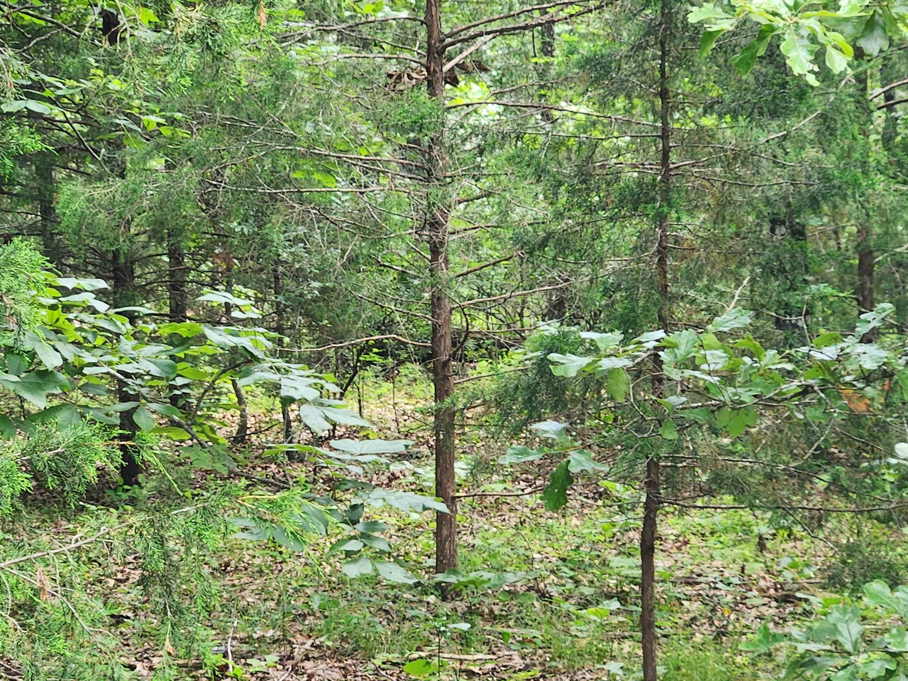 Photo 25 - Vacant Land for sale – L21B1  Coyotero   Cherokee Village, AR