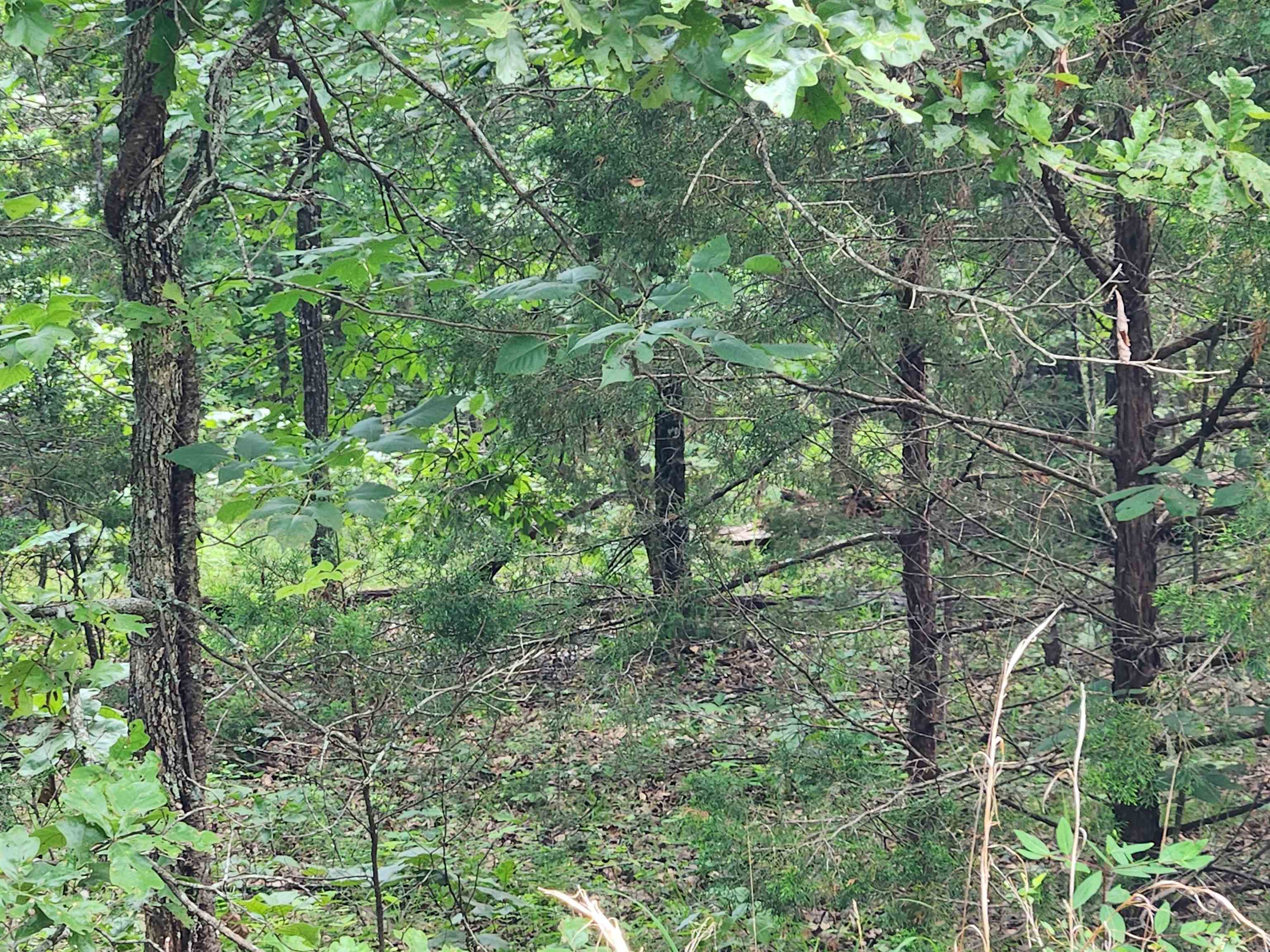 Photo 26 - Vacant Land for sale – L21B1  Coyotero   Cherokee Village, AR