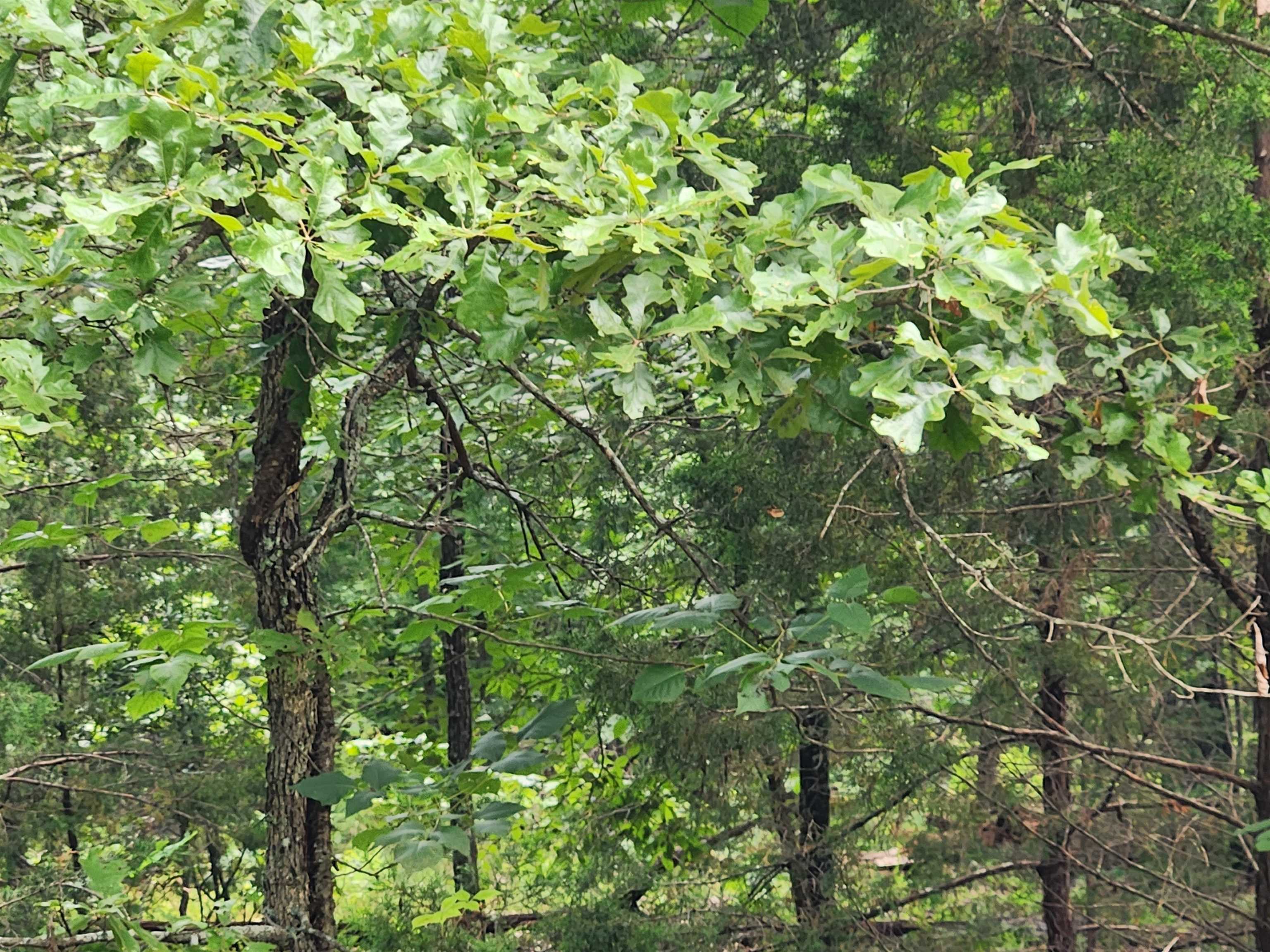 Photo 27 - Vacant Land for sale – L21B1  Coyotero   Cherokee Village, AR