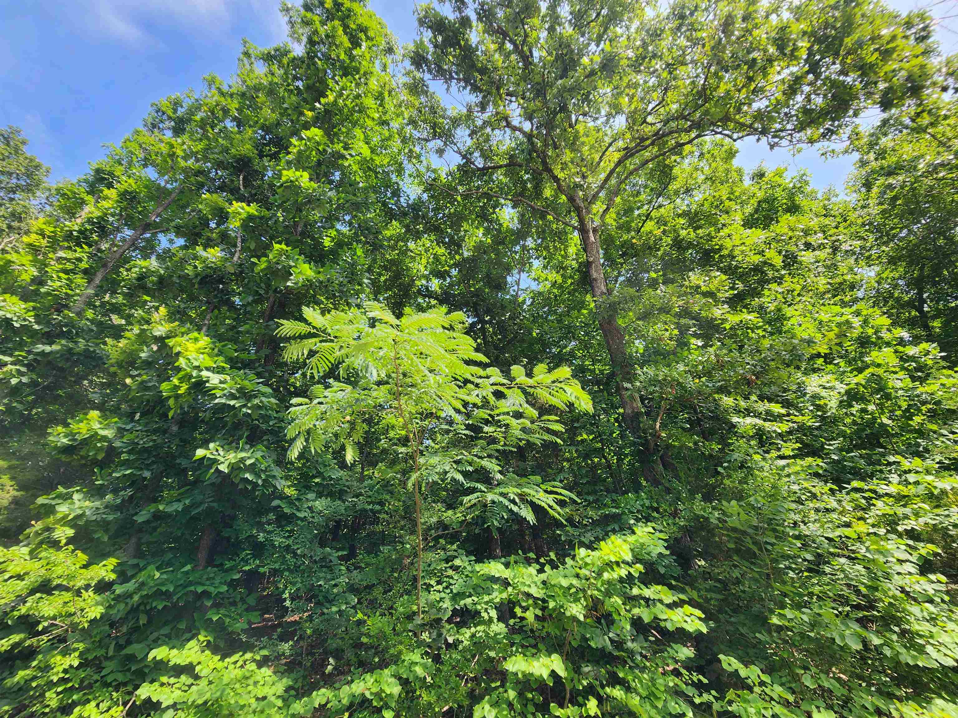 Photo 12 - Vacant Land for sale – L37B12 N lakeshore   Cherokee Village, AR