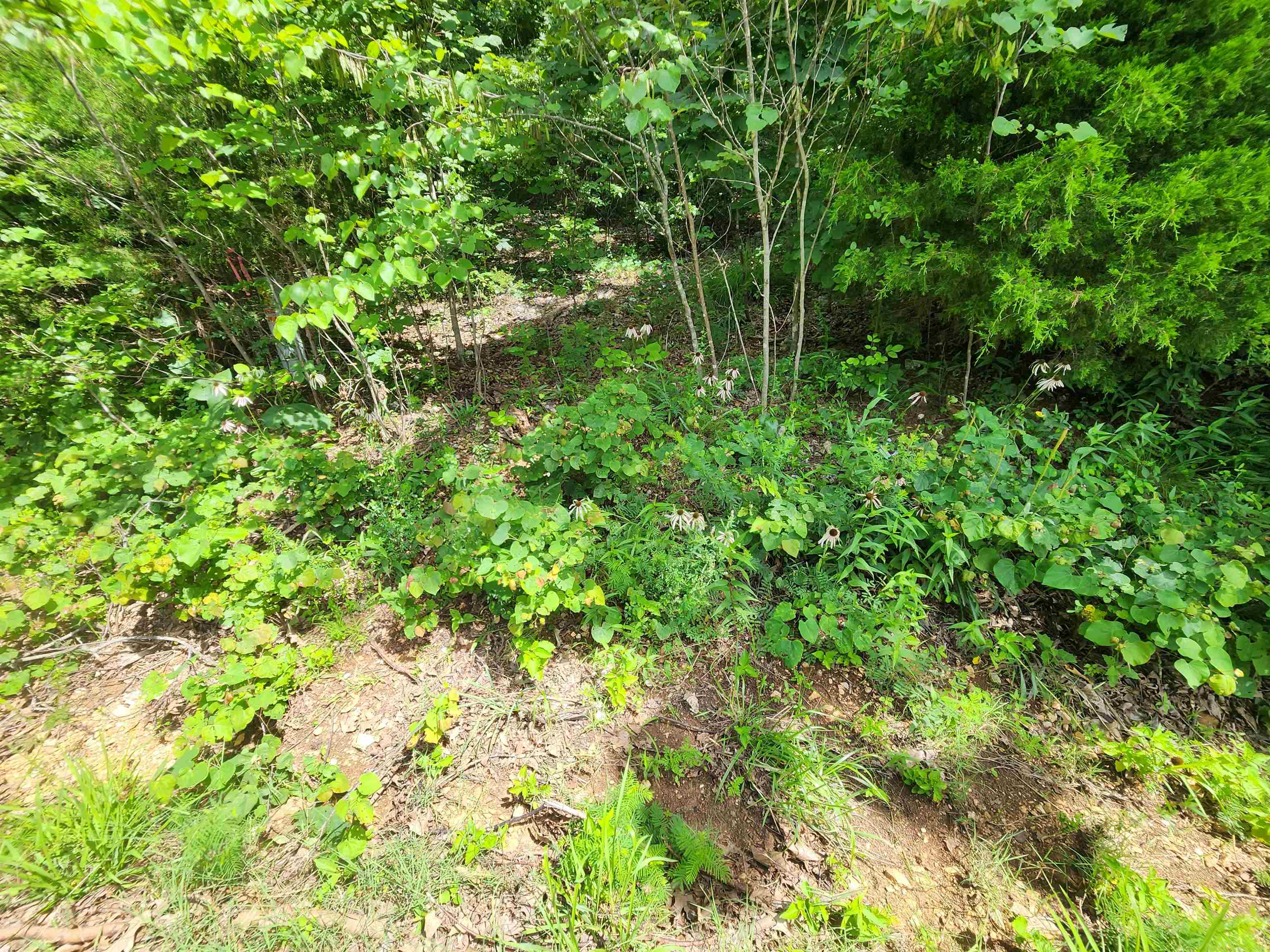 Photo 13 - Vacant Land for sale – L37B12 N lakeshore   Cherokee Village, AR