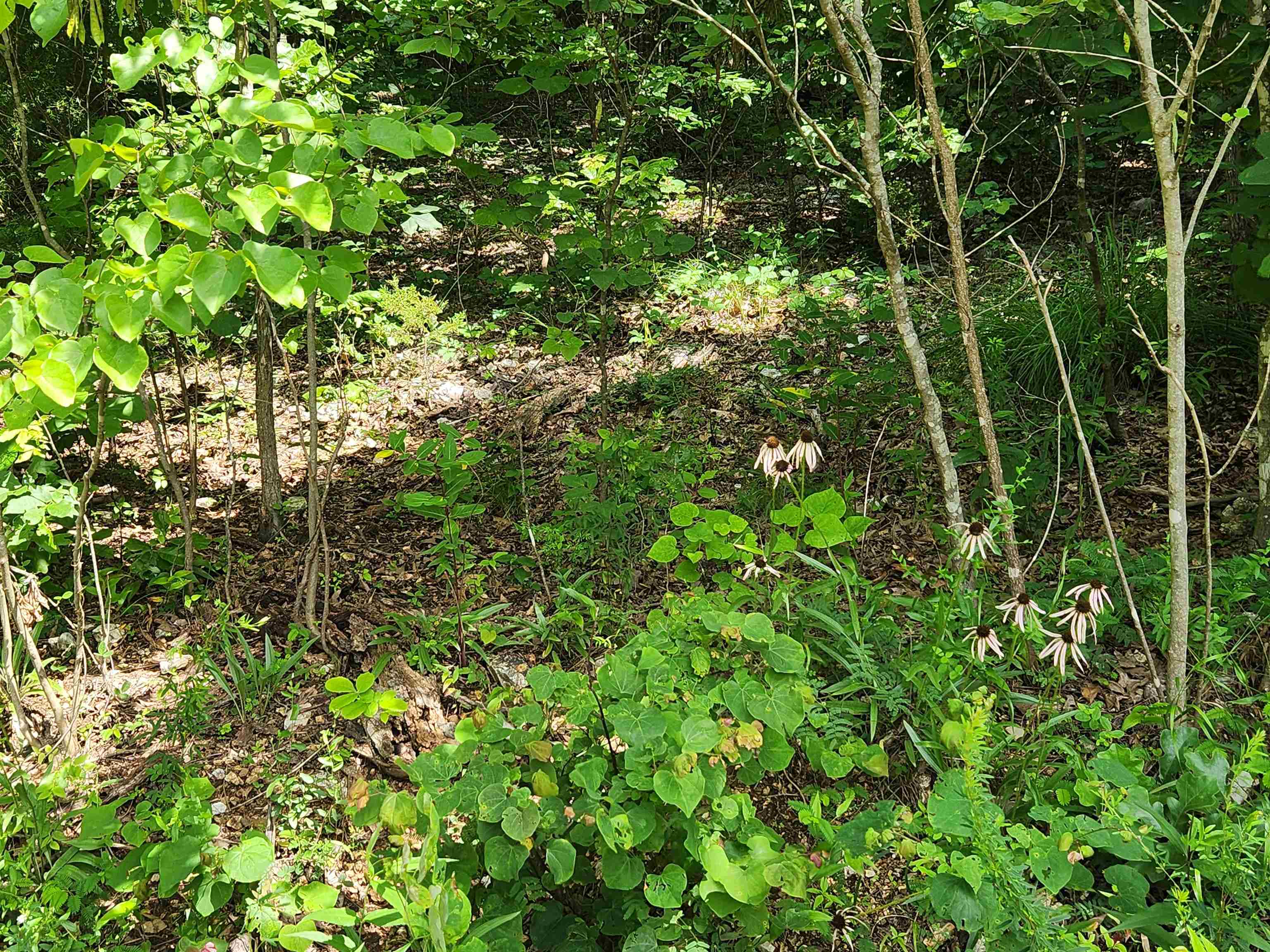 Photo 14 - Vacant Land for sale – L37B12 N lakeshore   Cherokee Village, AR