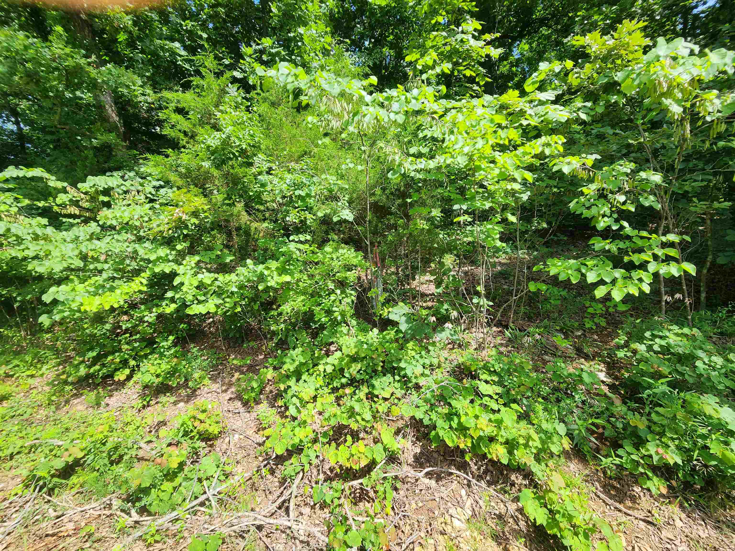 Photo 7 - Vacant Land for sale – L37B12 N lakeshore   Cherokee Village, AR