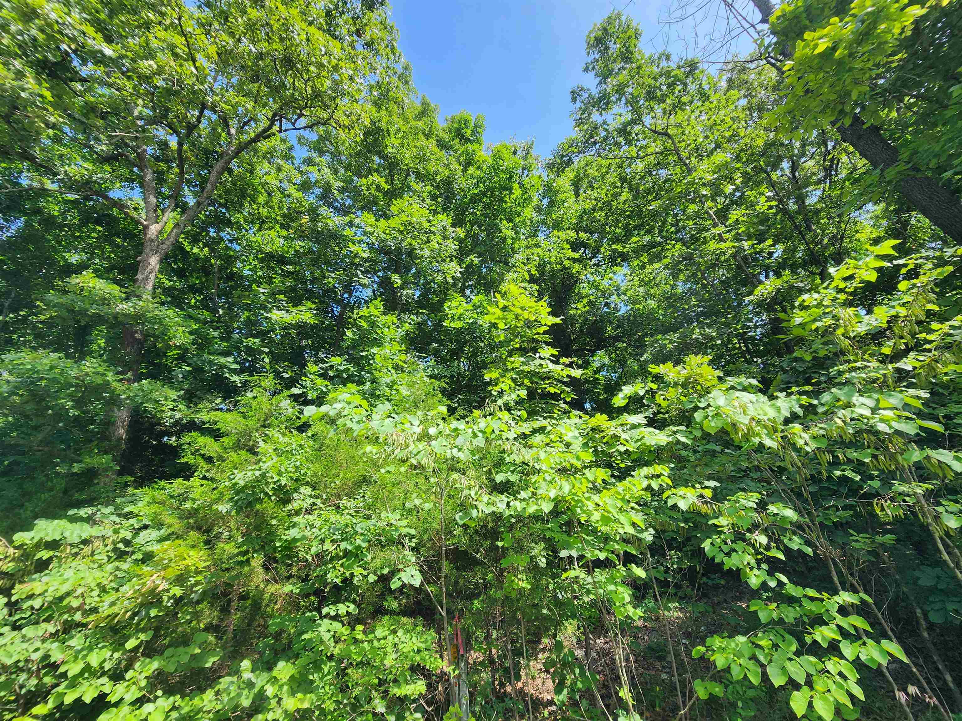 Photo 9 - Vacant Land for sale – L37B12 N lakeshore   Cherokee Village, AR