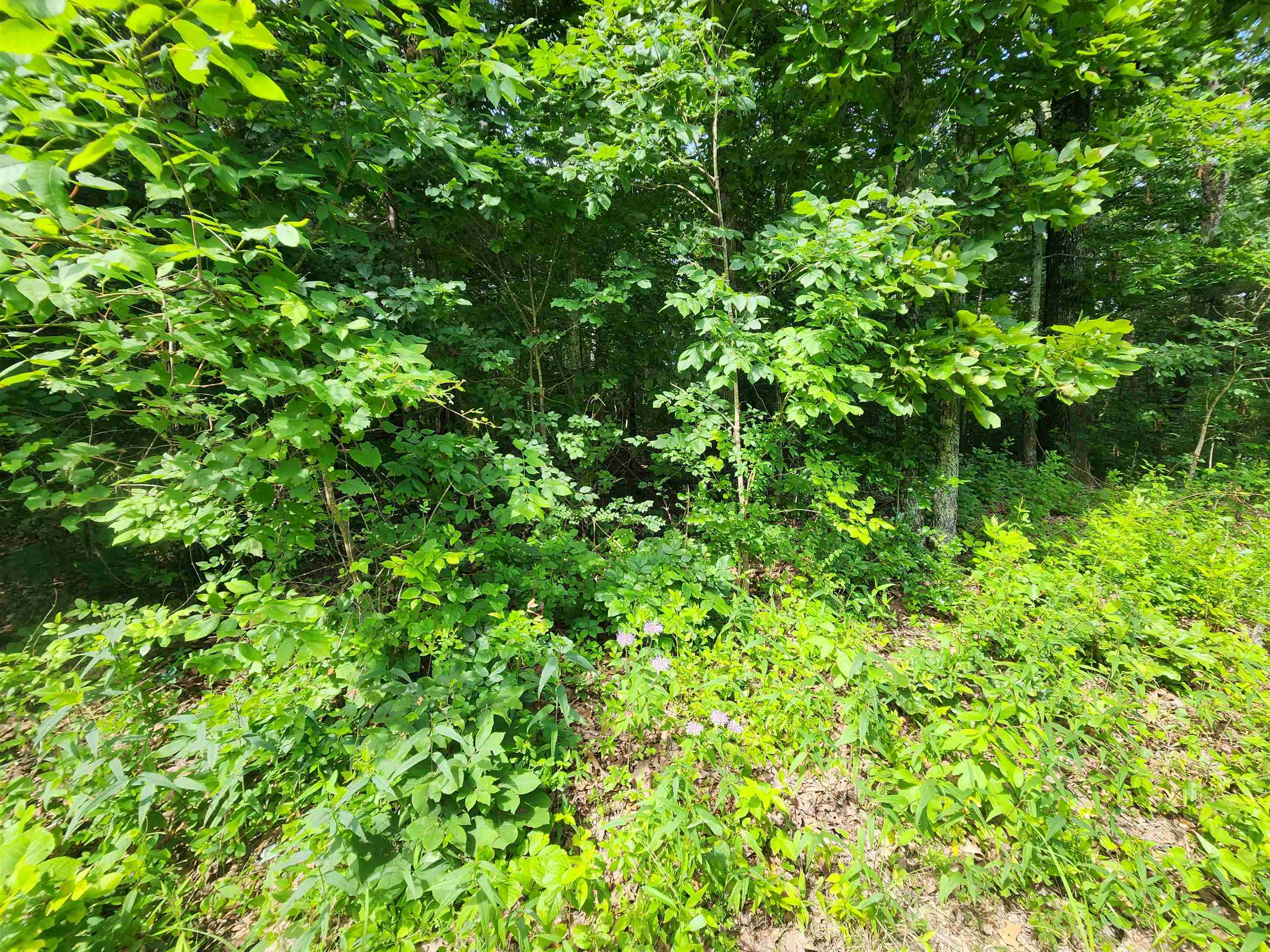 Photo 24 - Vacant Land for sale –   Pinal   Cherokee Village, AR