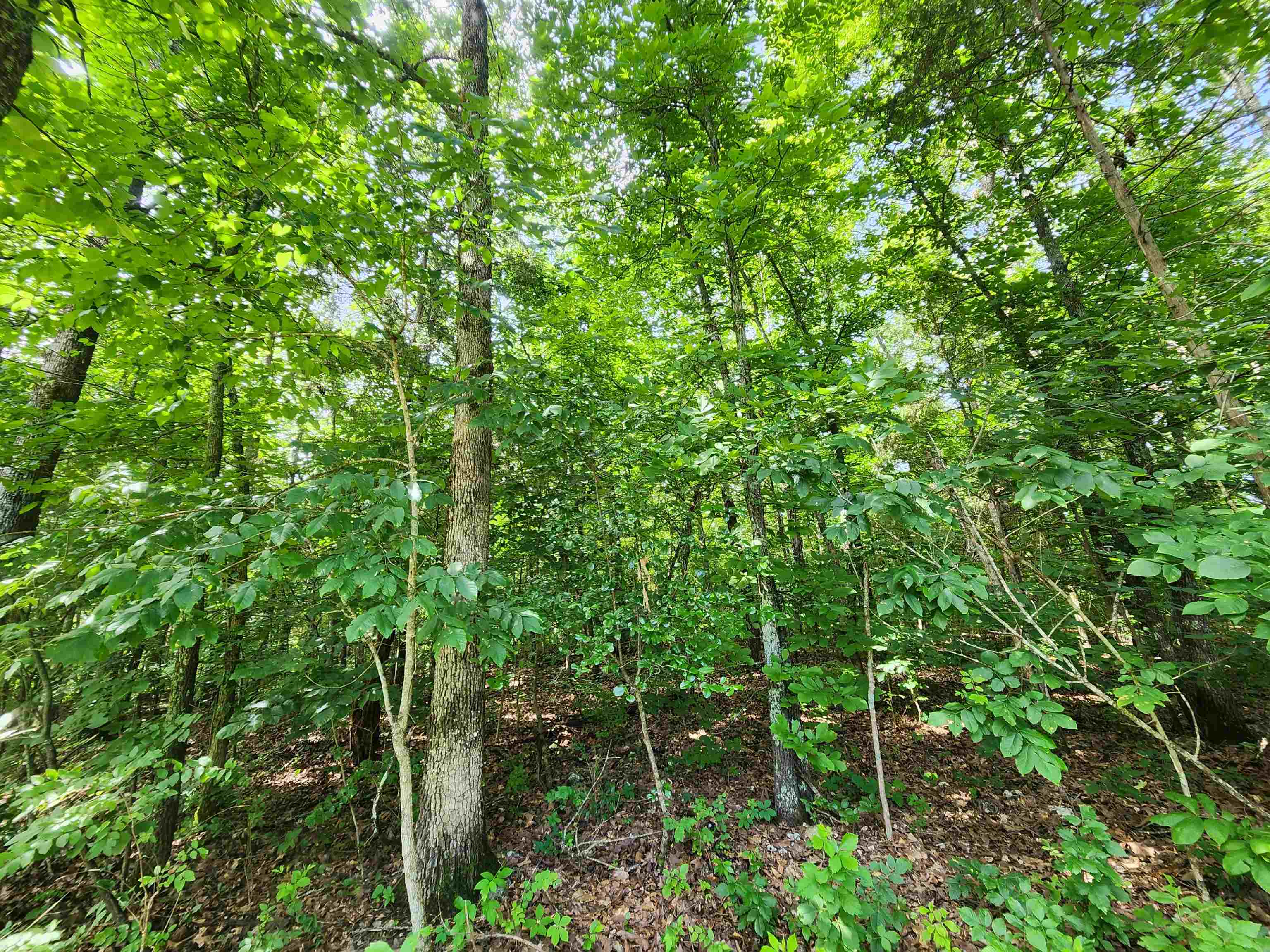 Photo 30 - Vacant Land for sale –   Pinal   Cherokee Village, AR