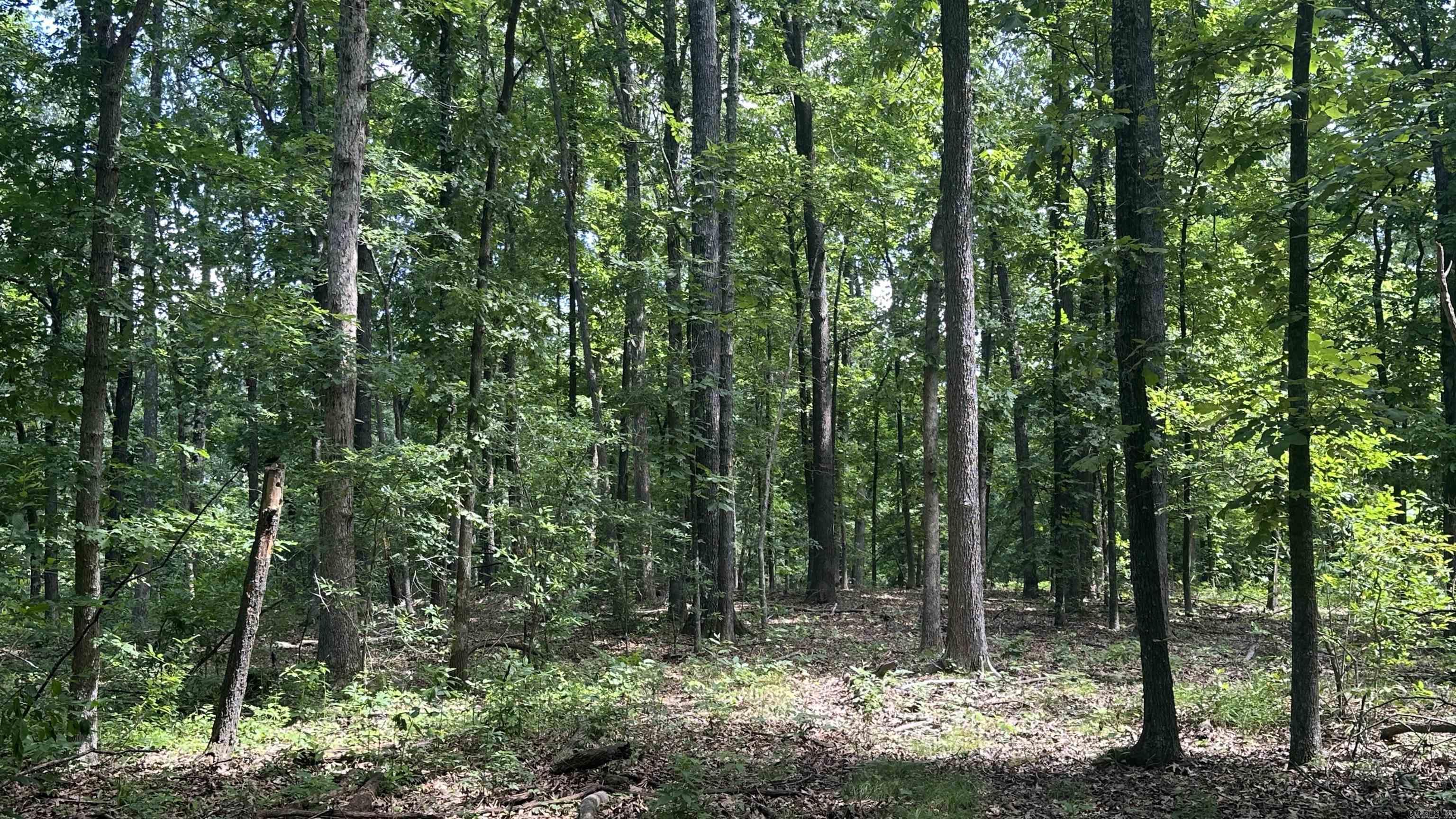 Photo 5 - Vacant Land for sale – 000  E. Campground Rd.   Ash Flat, AR