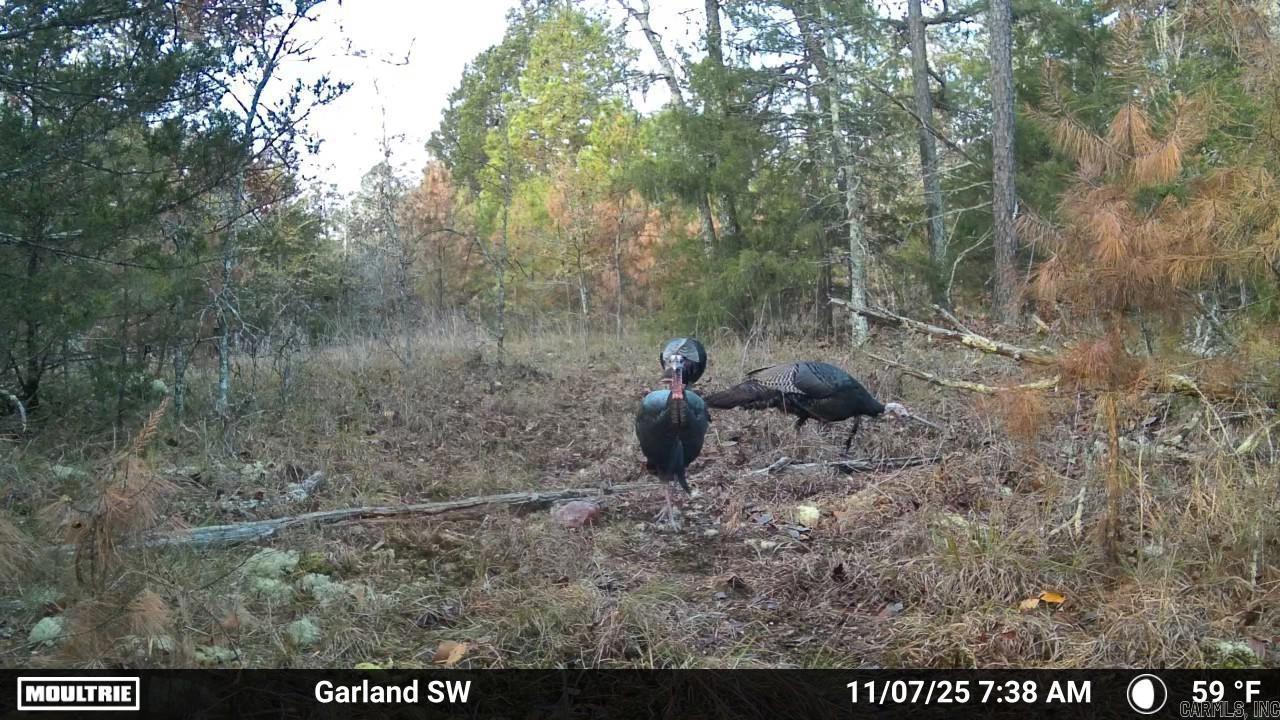 Vacant Land for sale – 000  Old Dolph   Pineville, AR