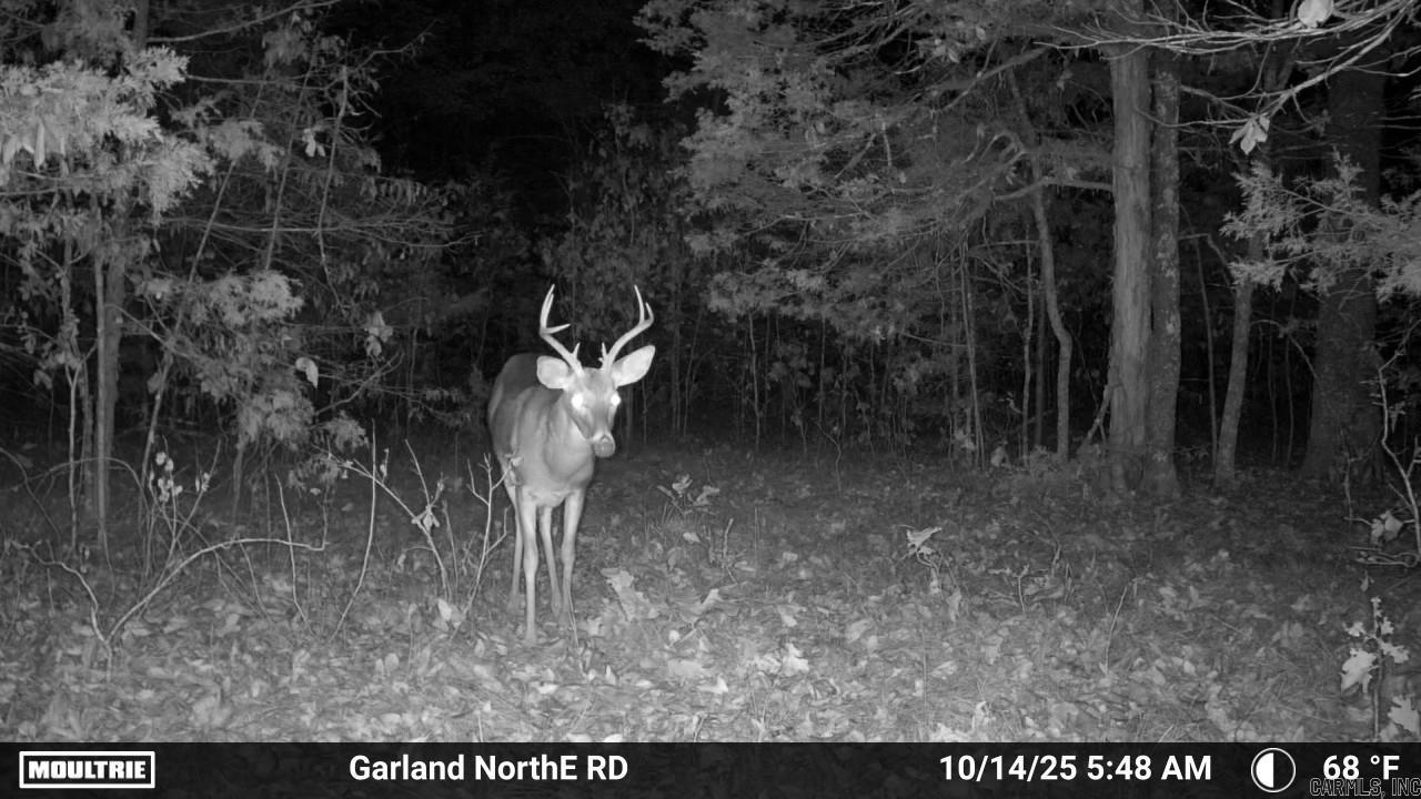 Vacant Land for sale – 000  Old Dolph   Pineville, AR