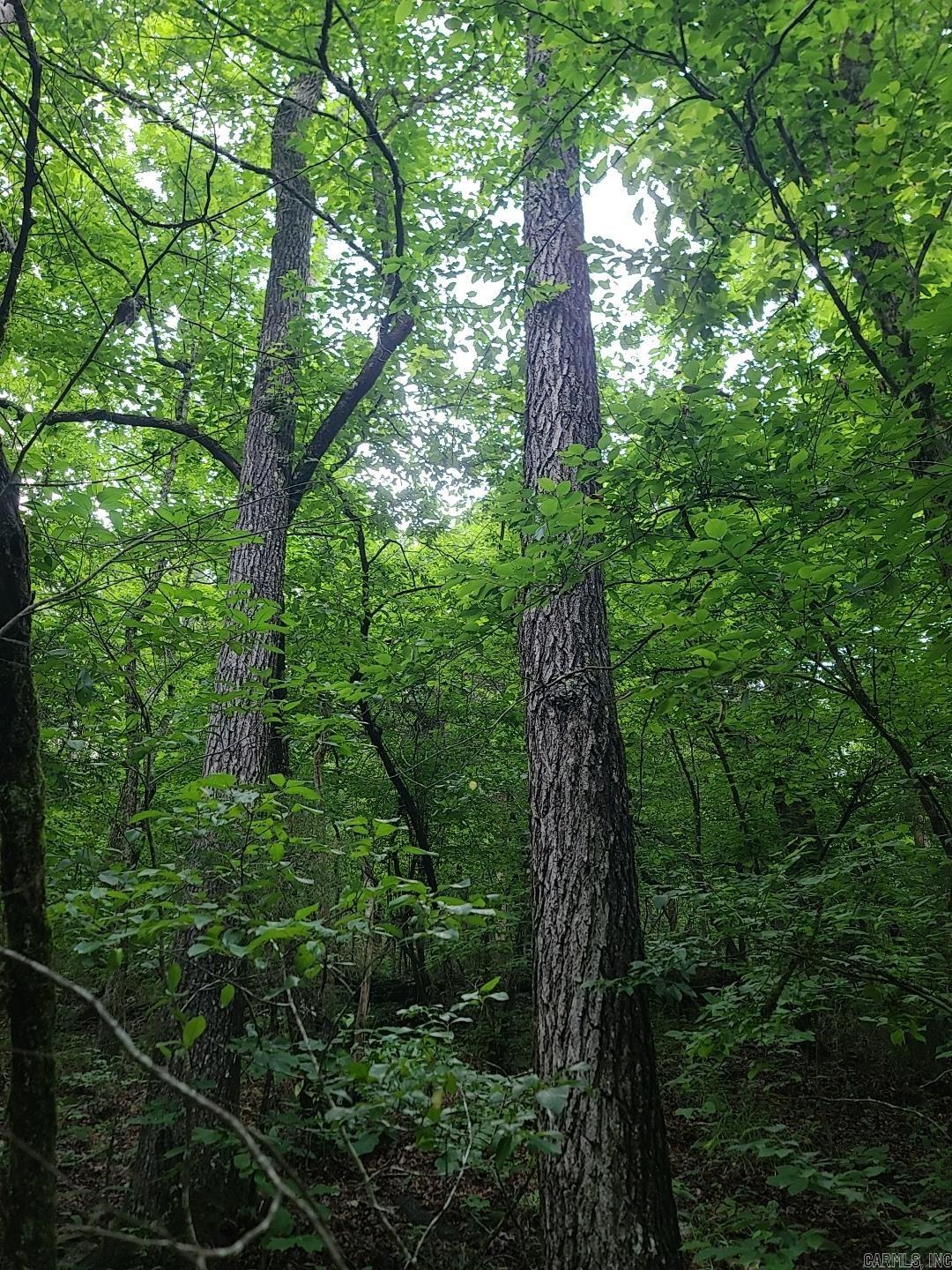 Photo 2 - Vacant Land for sale – 000  Old Dolph   Pineville, AR