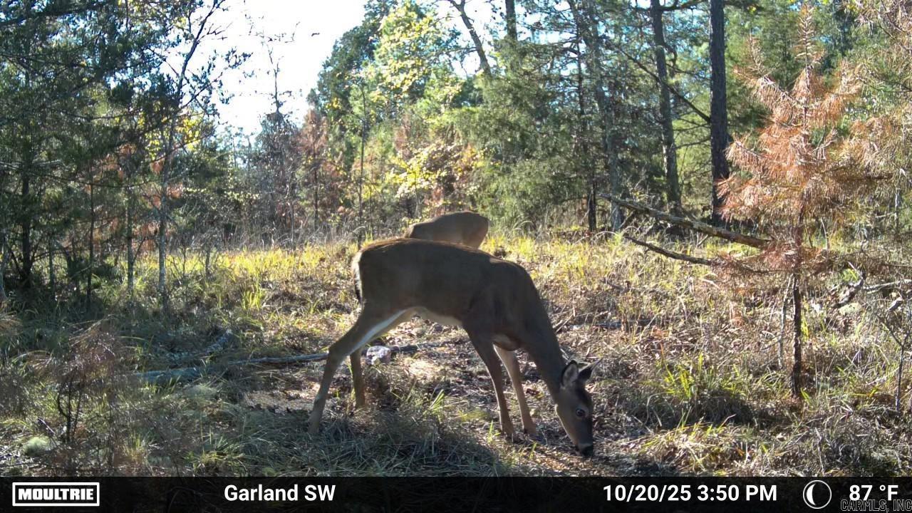 Photo 3 - Vacant Land for sale – 000  Old Dolph   Pineville, AR