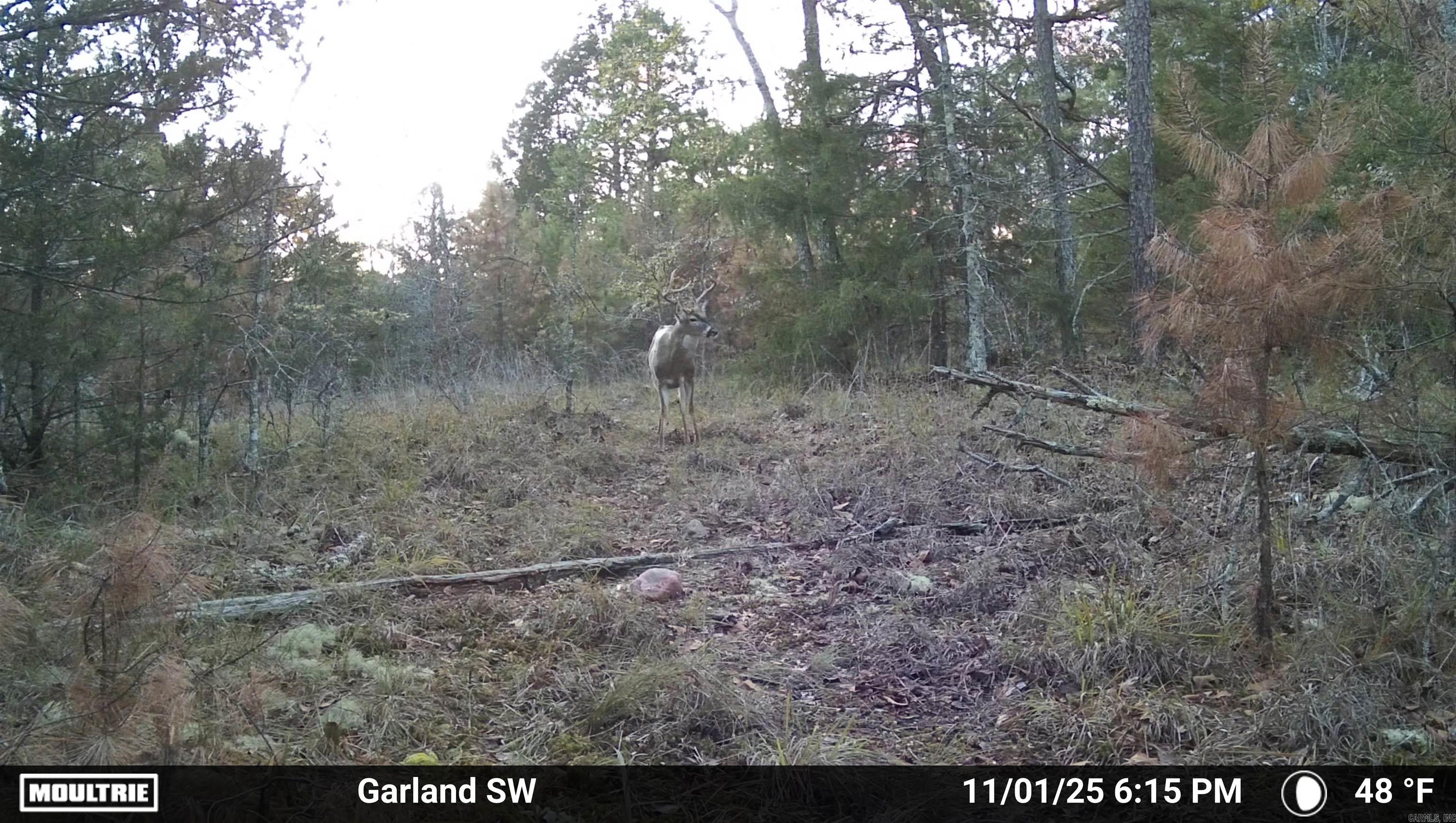 Photo 2 - Vacant Land for sale – 000  Old Dolph   Pineville, AR