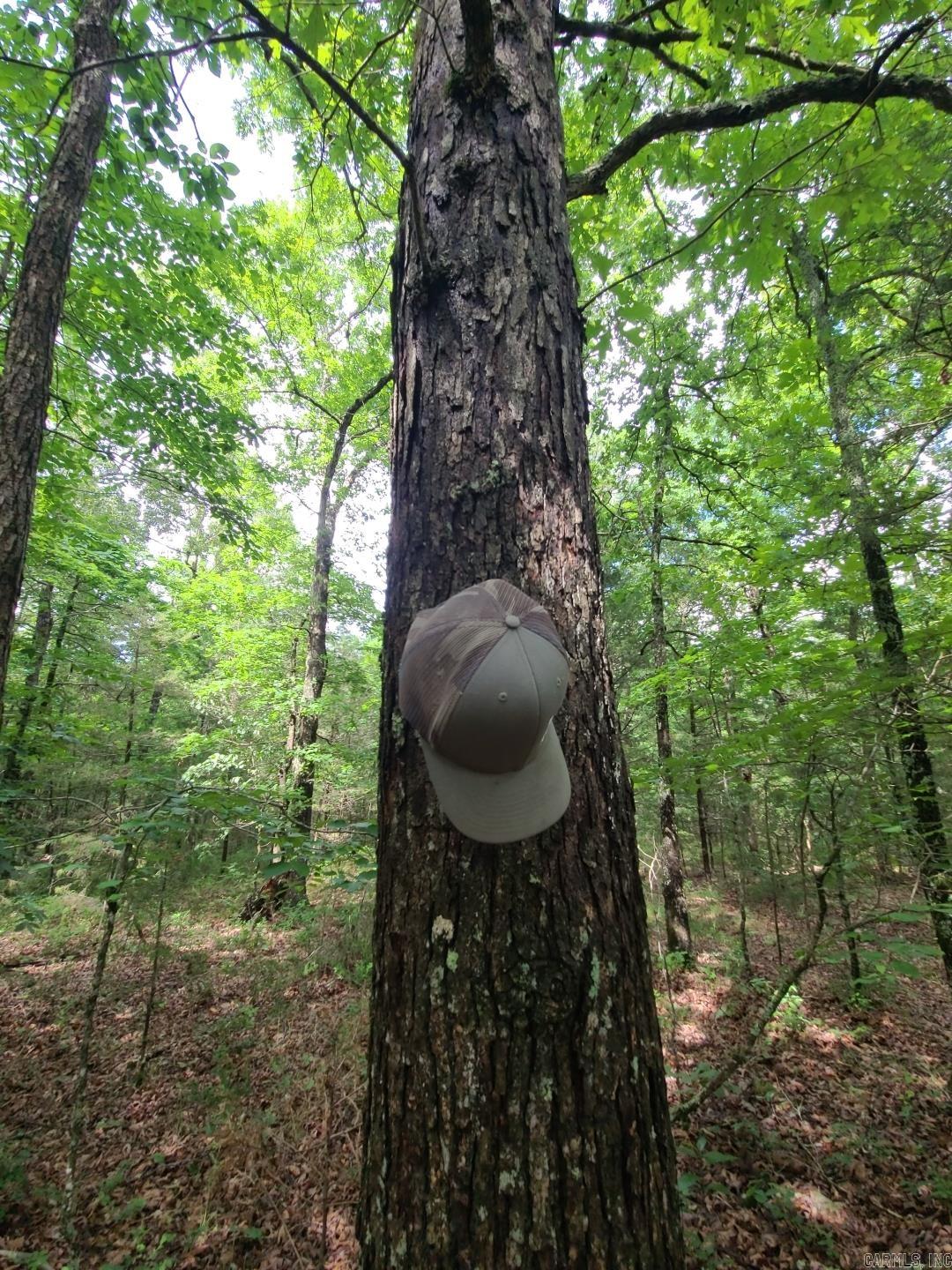 Photo 20 - Vacant Land for sale – 000  Old Dolph   Pineville, AR