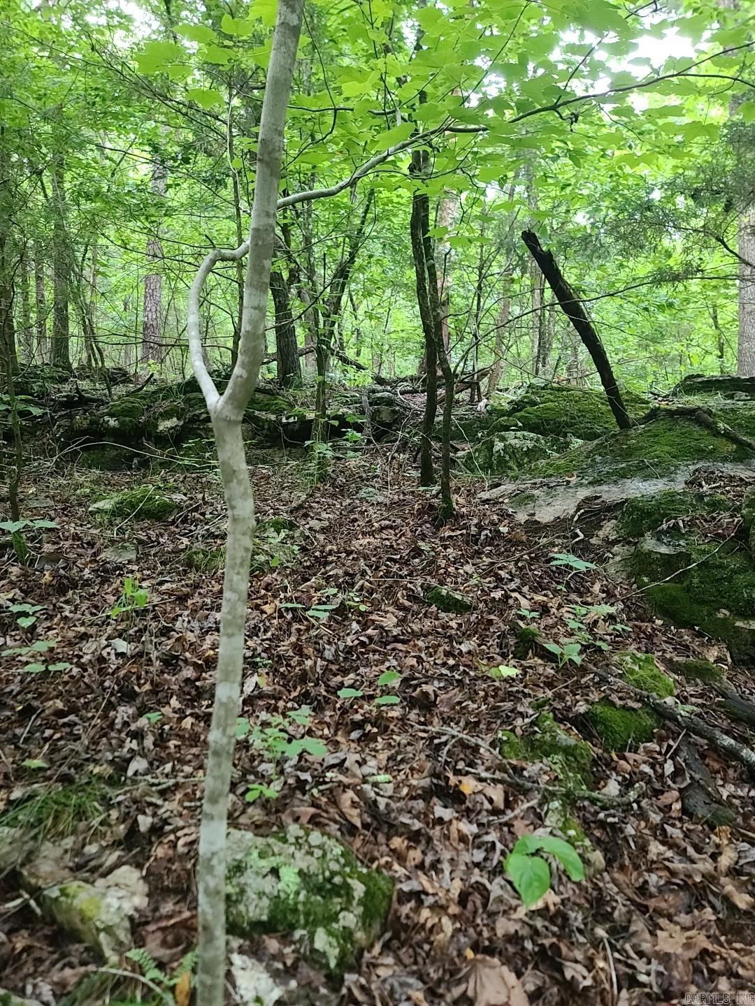 Photo 4 - Vacant Land for sale – 000  Old Dolph   Pineville, AR