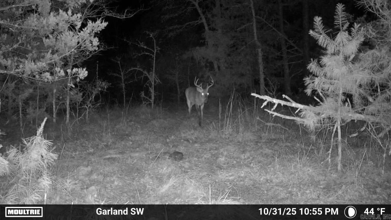 Photo 4 - Vacant Land for sale – 000  Old Dolph   Pineville, AR