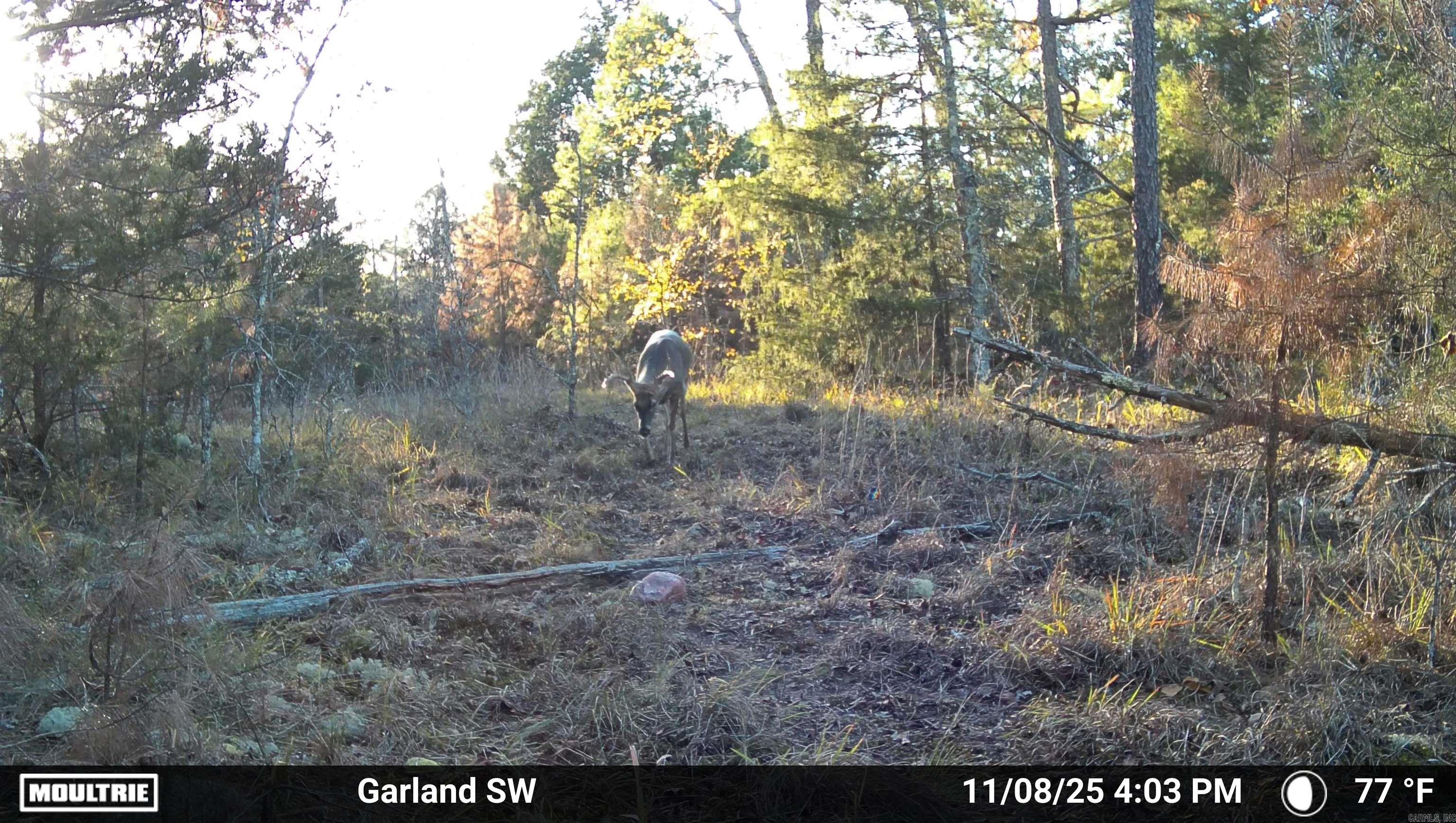 Photo 6 - Vacant Land for sale – 000  Old Dolph   Pineville, AR