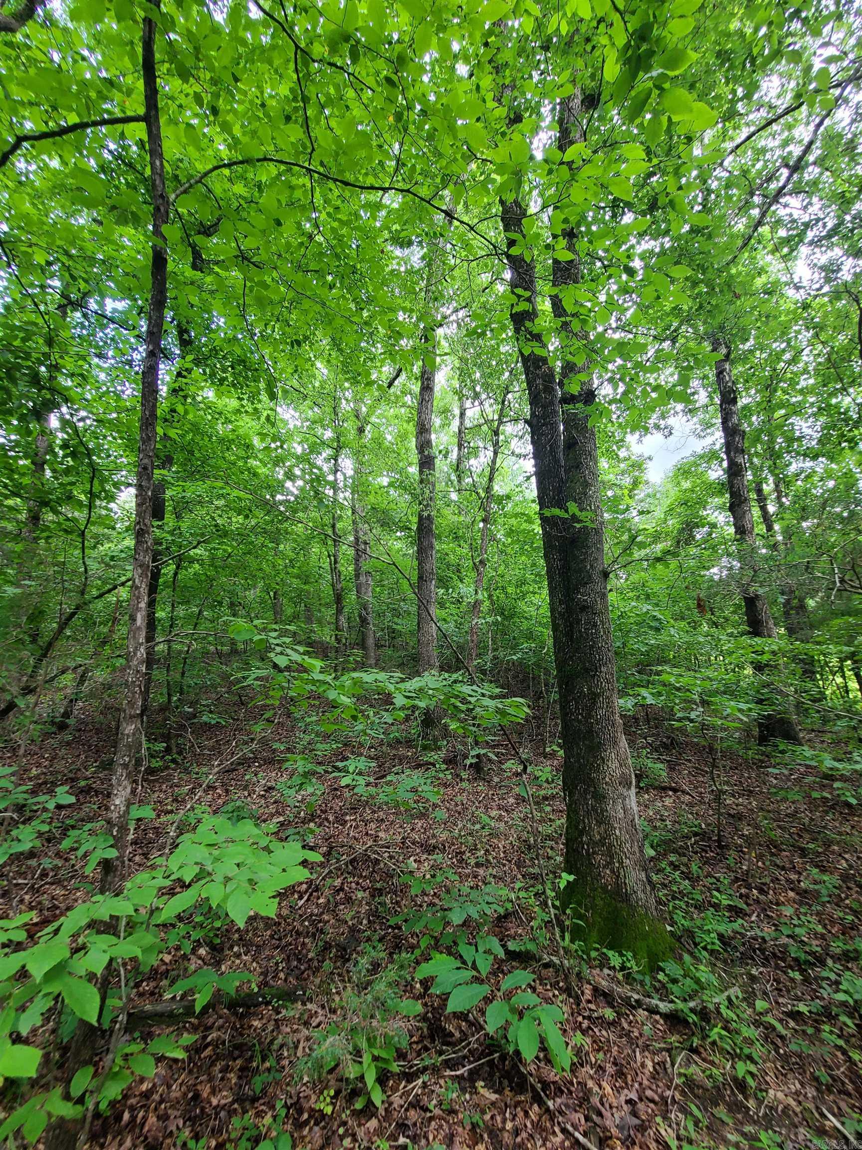 Photo 10 - Vacant Land for sale – 000  Old Dolph   Pineville, AR