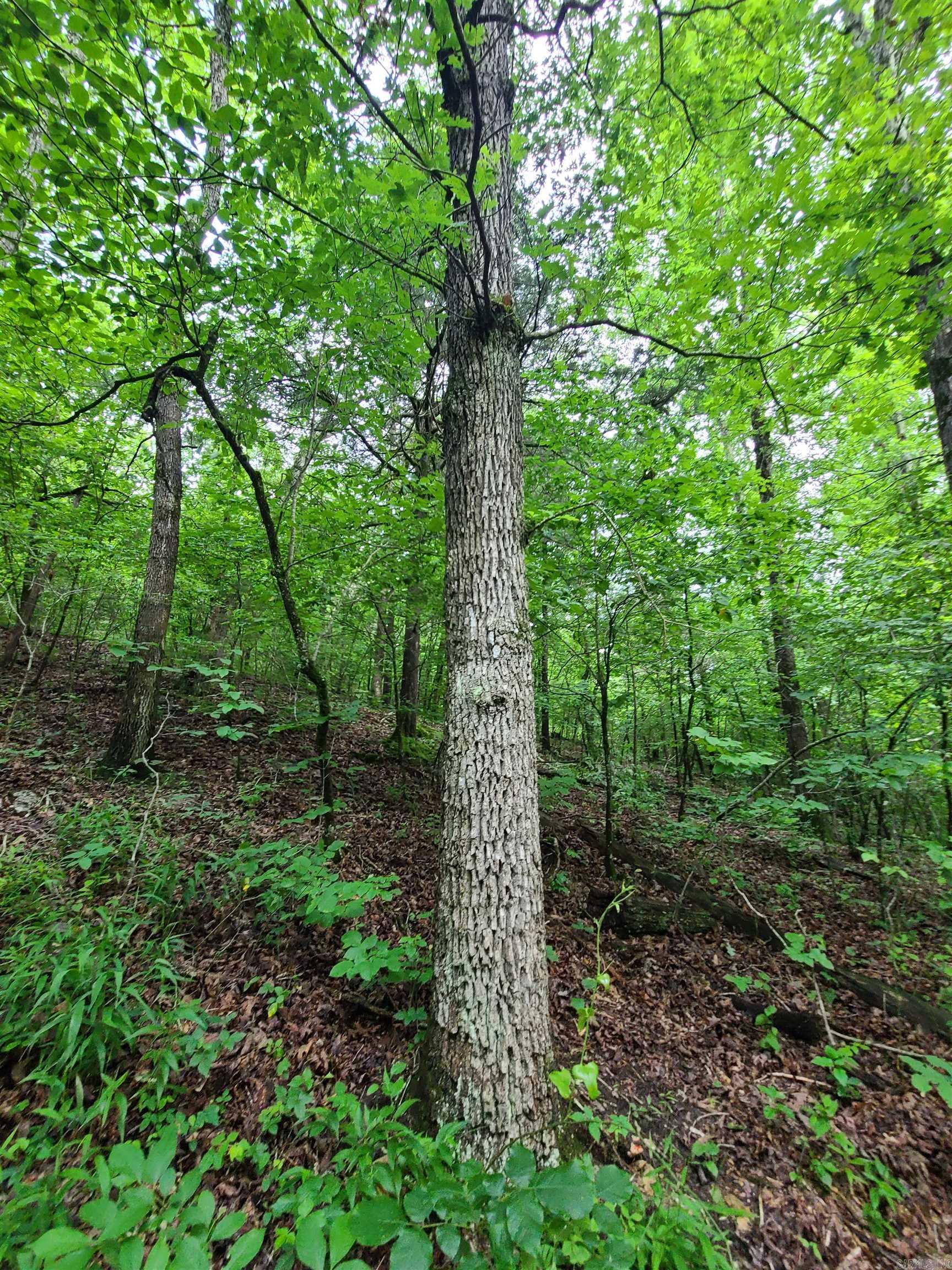 Photo 10 - Vacant Land for sale – 000  Old Dolph   Pineville, AR