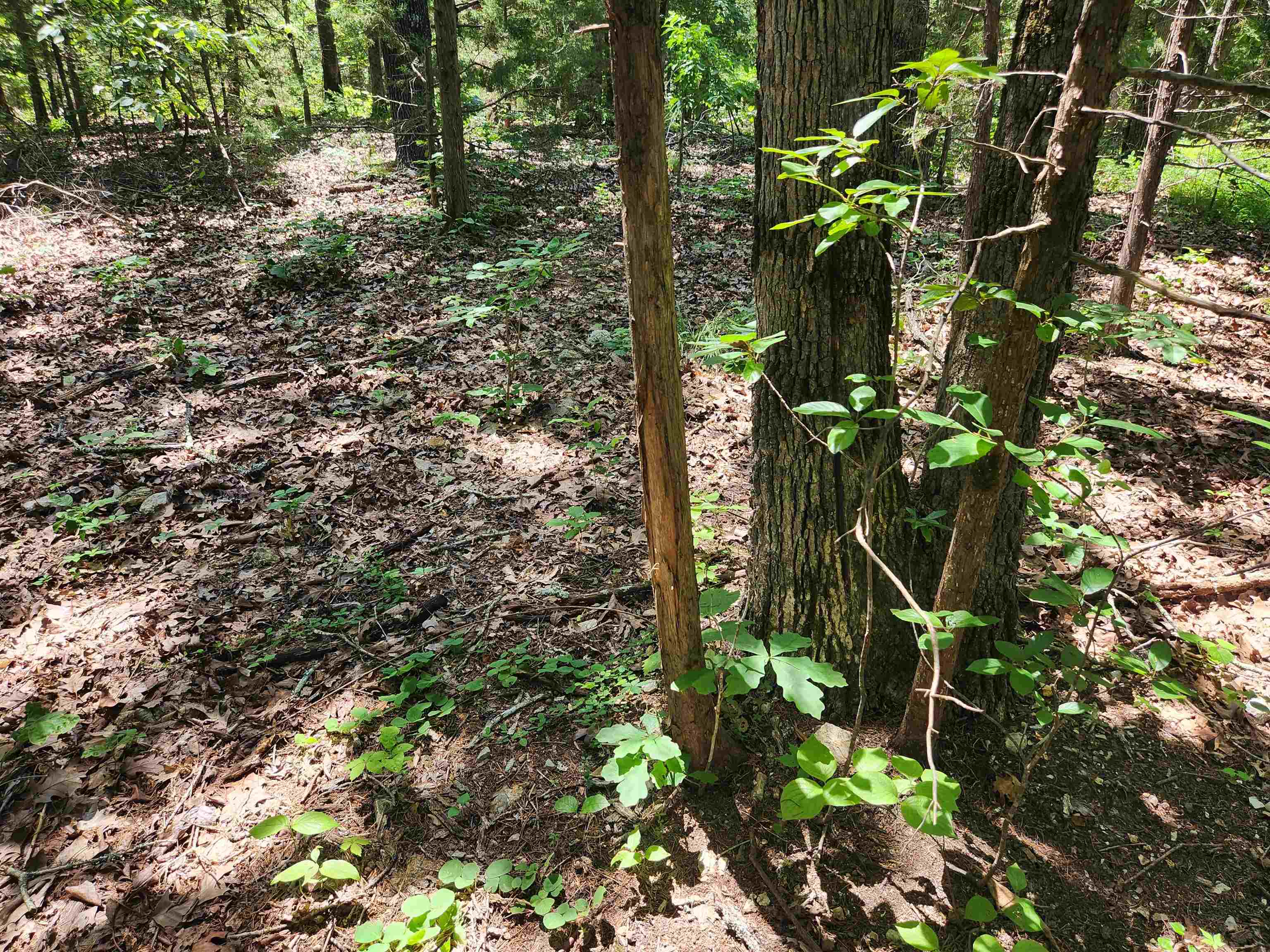 Photo 19 - Vacant Land for sale – L10B9  Quarez   Cherokee Village, AR