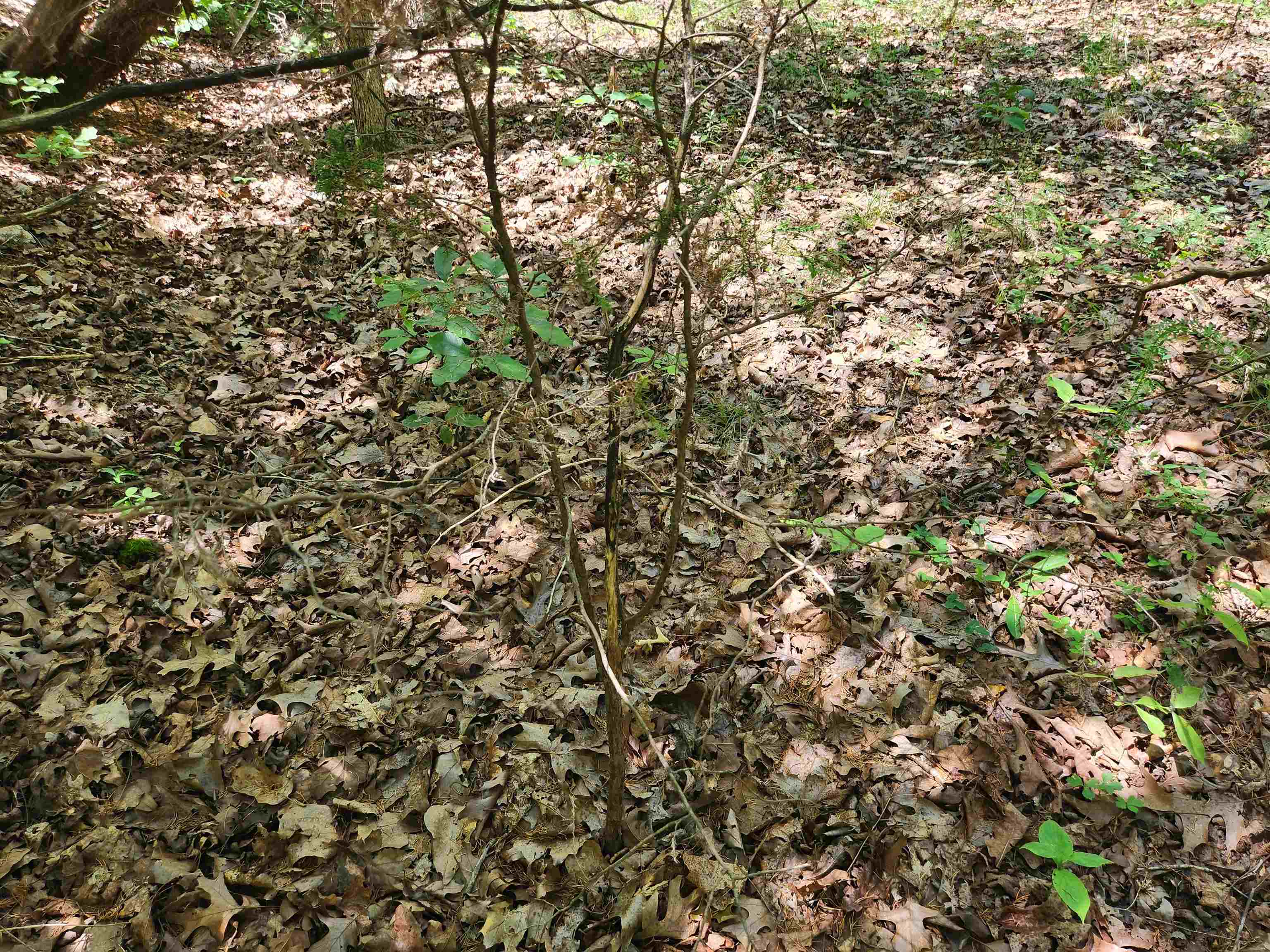Photo 21 - Vacant Land for sale – L10B9  Quarez   Cherokee Village, AR