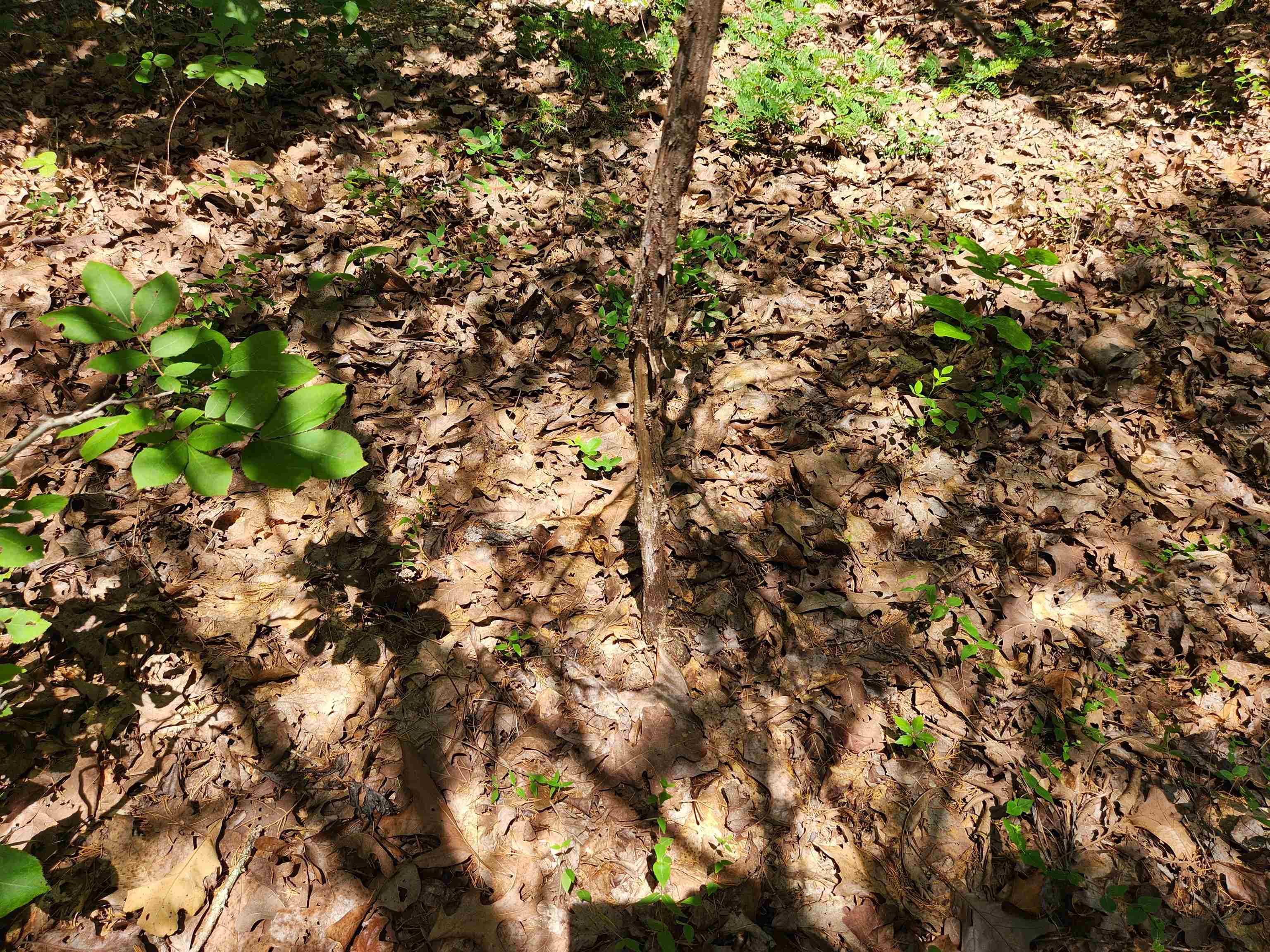 Photo 22 - Vacant Land for sale – L10B9  Quarez   Cherokee Village, AR