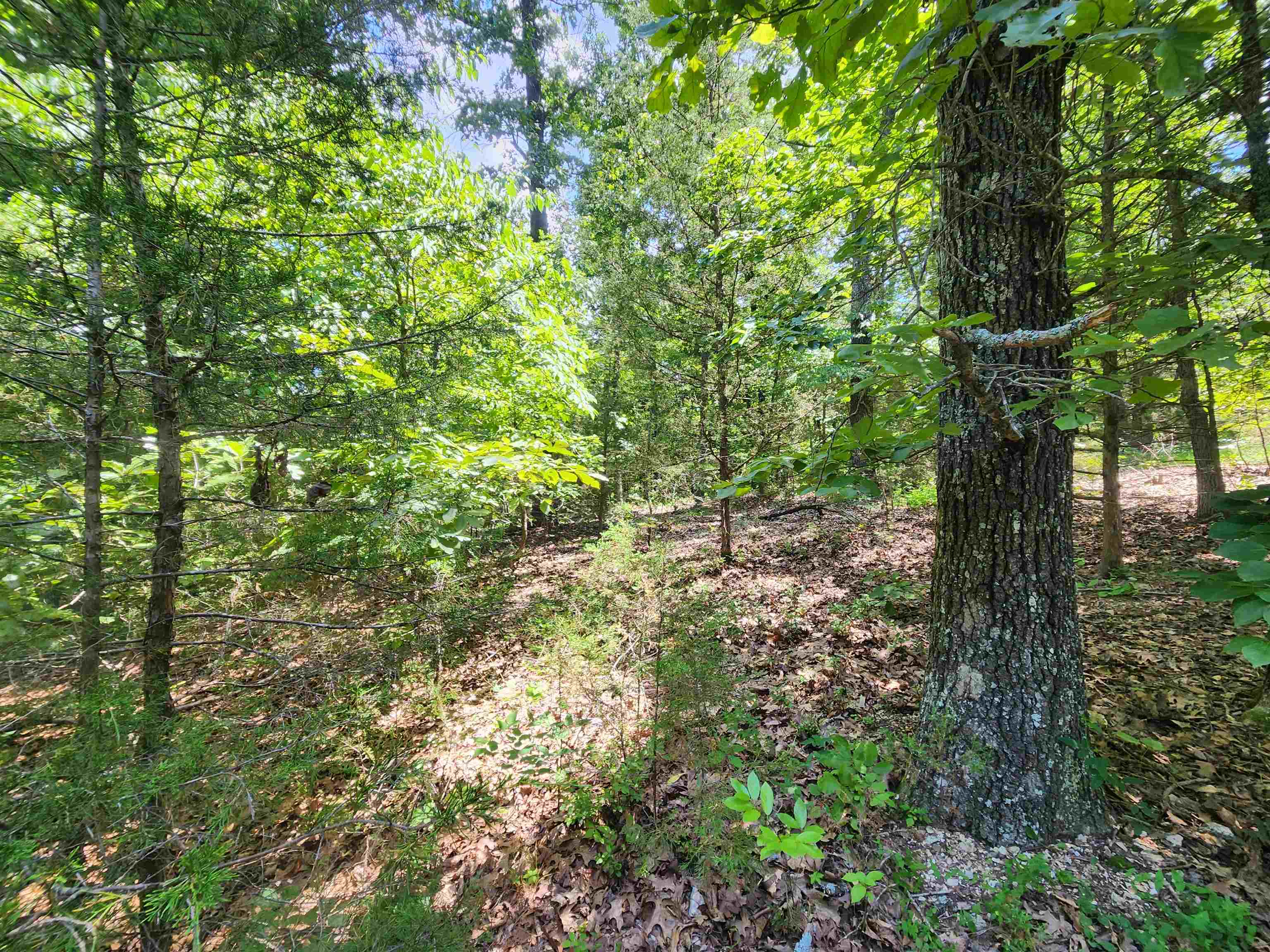 Photo 7 - Vacant Land for sale – L10B9  Quarez   Cherokee Village, AR