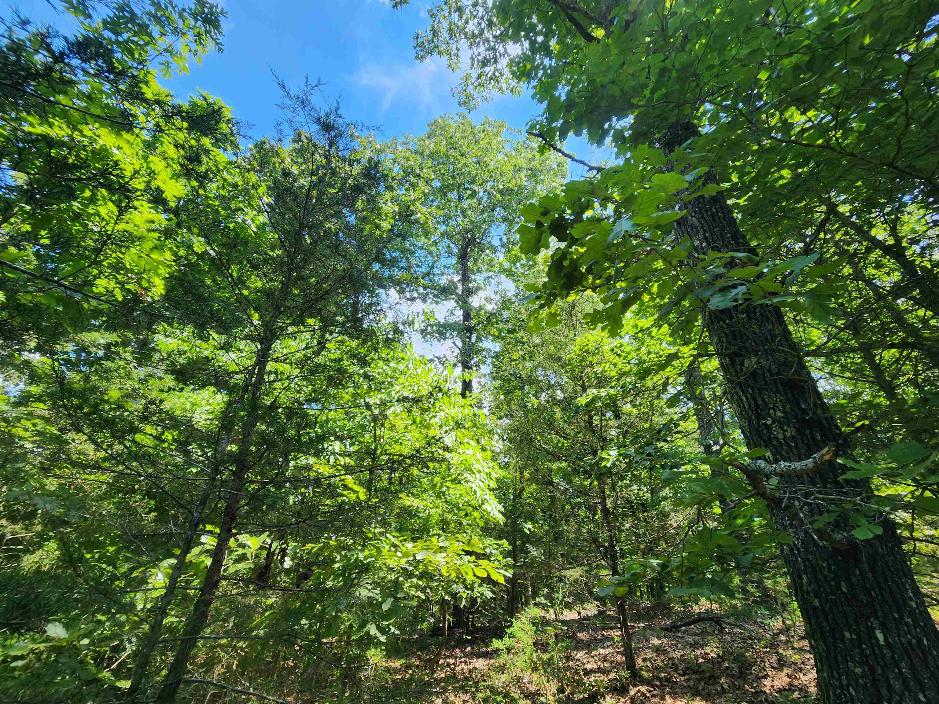 Photo 10 - Vacant Land for sale – L10B9  Quarez   Cherokee Village, AR