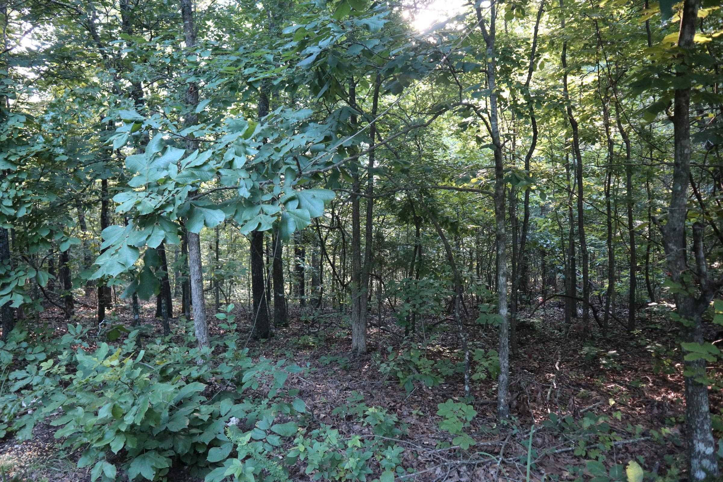 Photo 13 - Vacant Land for sale – TBD  Wynona Rd   Ash Flat, AR